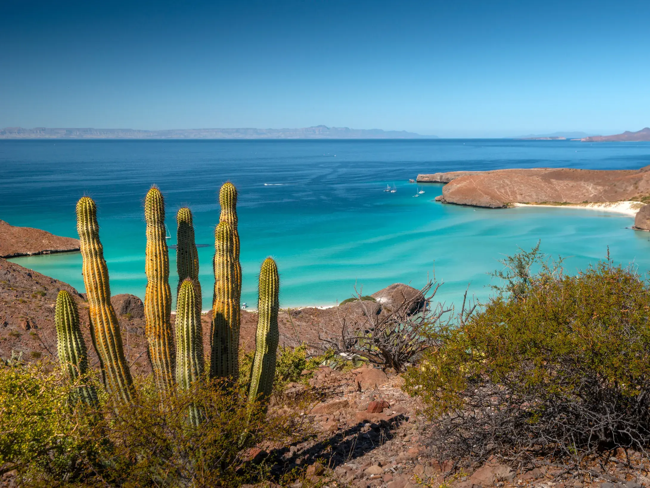 Hohe Säulenkakteen auf einer Klippe mit Blick auf die türkisfarbene Bucht und den Sandstrand der Playa Balandra in Mexiko.