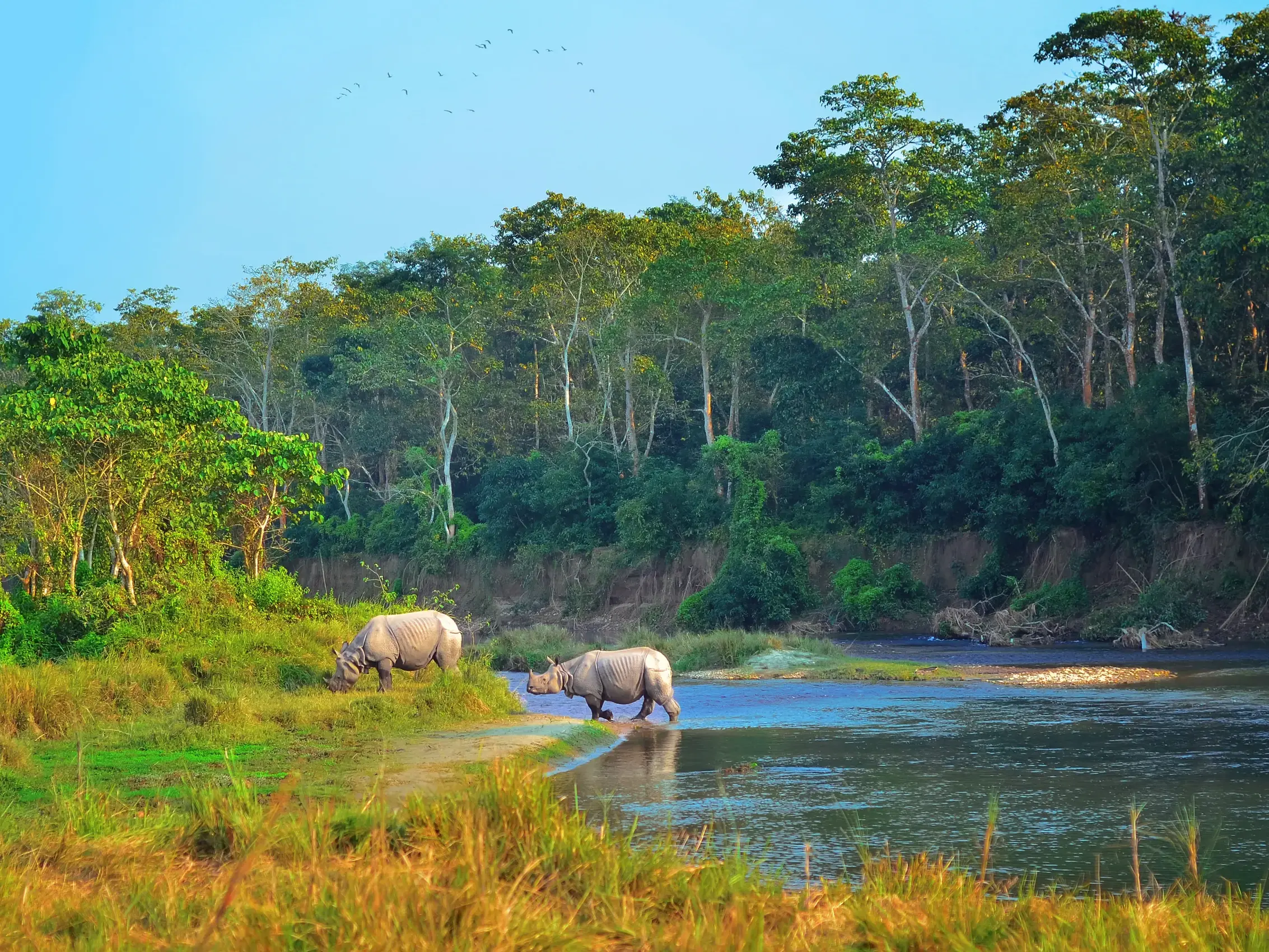 Zwei Panzernashörner am grünen Ufer des Rapti-Flusses im Chitwan-Nationalpark in Nepal vor dichtem Dschungel.