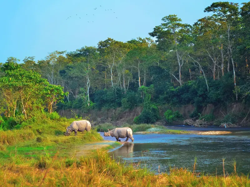Zwei Panzernashörner am grünen Ufer des Rapti-Flusses im Chitwan-Nationalpark in Nepal vor dichtem Dschungel.