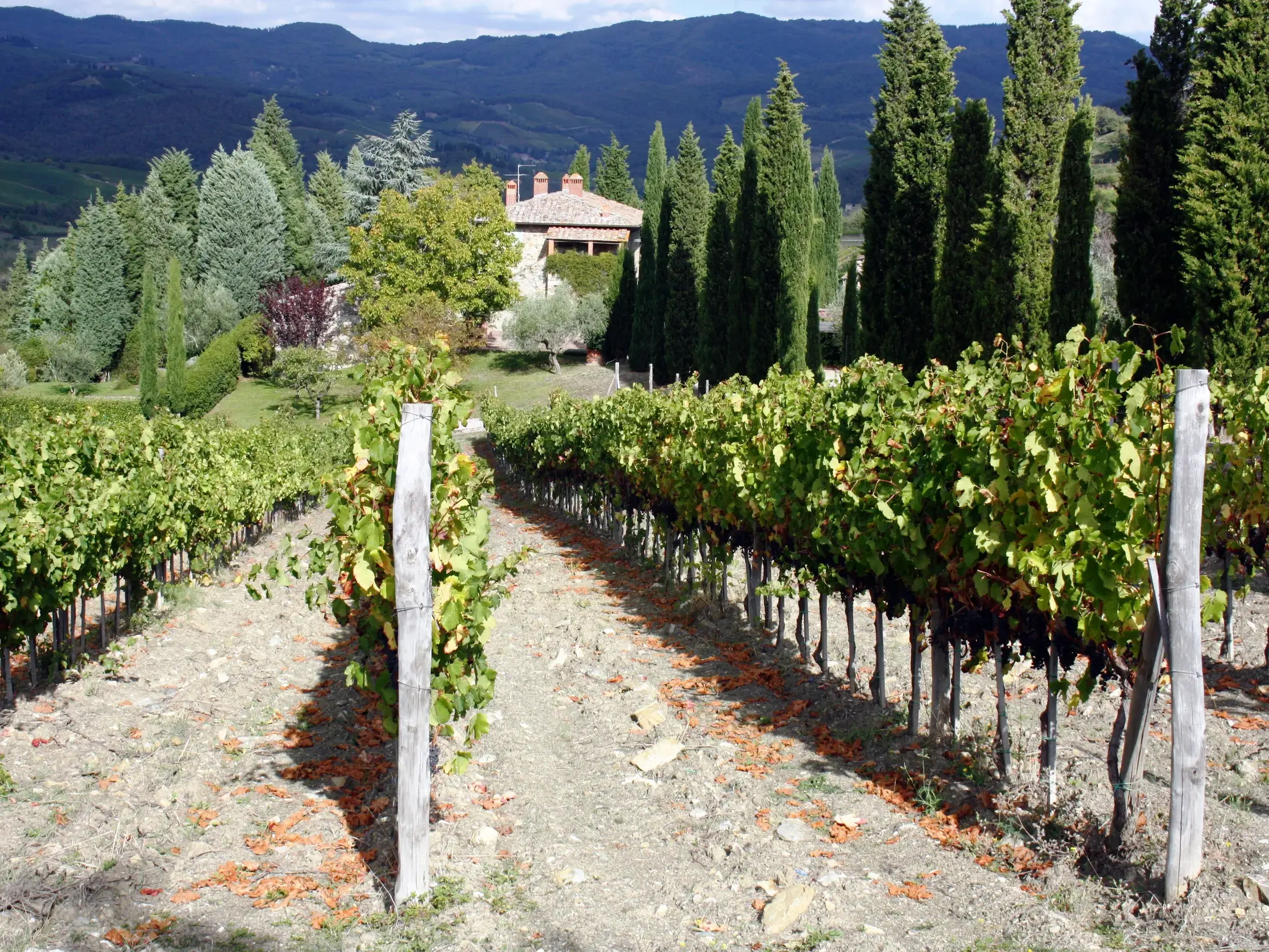 Wanderweg zwischen Weinreben in den Weinbergen des Piemont mit Blick auf ein Landhaus in den Hügeln der Langhe.