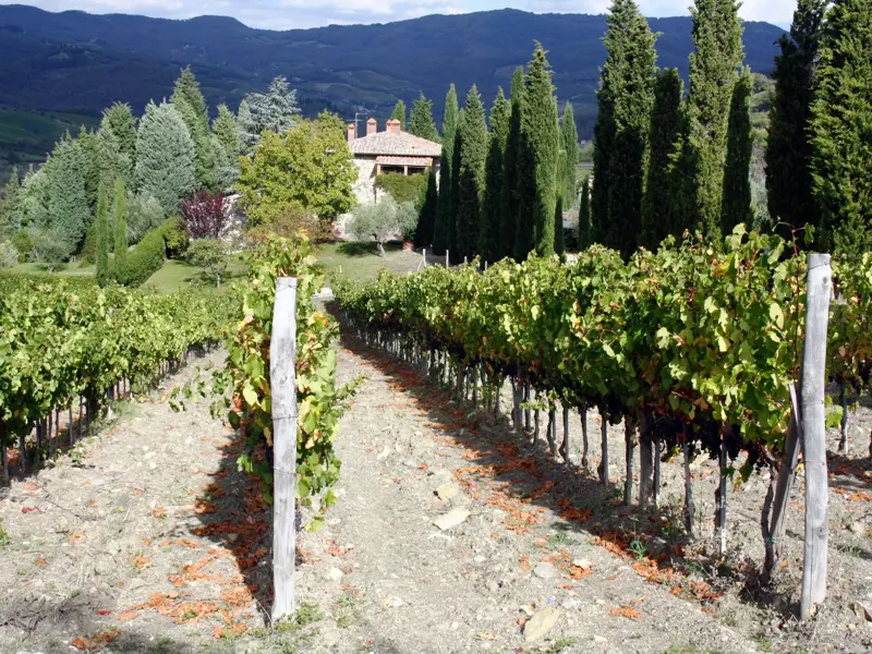 Wanderweg zwischen Weinreben in den Weinbergen des Piemont mit Blick auf ein Landhaus in den Hügeln der Langhe.