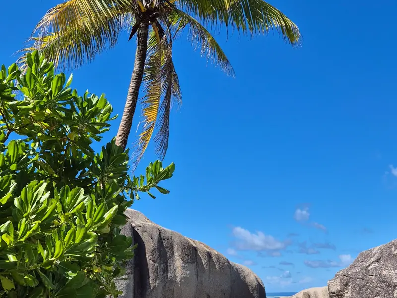 Üppige, grüne Vegetation und eine Palme vor den berühmten Granitfelsen am Strand Anse Source d'Argent auf La Digue, Seychellen.