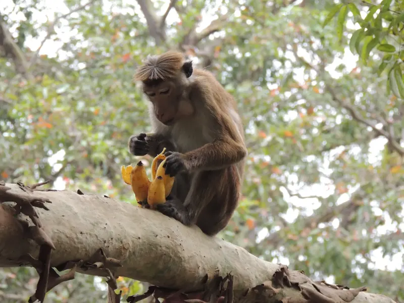 Ein heimischer Hutaffe sitzt auf einem knorrigen Ast im Dschungel von Sri Lanka und schält ein Bündel gelber Bananen.