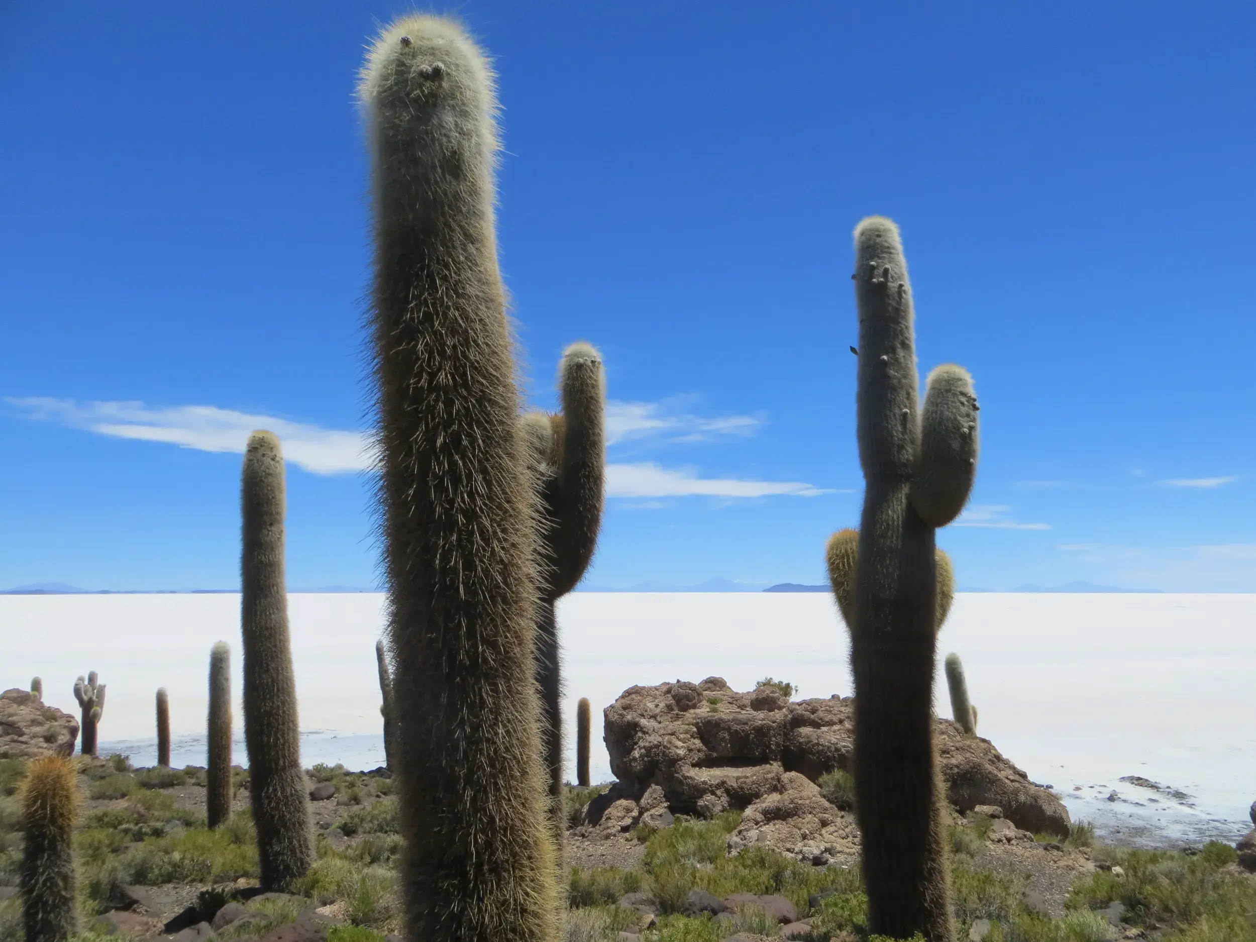 Meterhohe Säulenkakteen auf der Felseninsel Isla Incahuasi mit Blick über die endlose weiße Salzwüste Salar de Uyuni.
