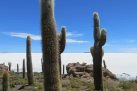 Meterhohe Säulenkakteen auf der Felseninsel Isla Incahuasi mit Blick über die endlose weiße Salzwüste Salar de Uyuni.