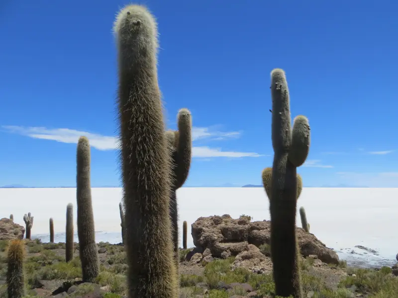 Meterhohe Säulenkakteen auf der Felseninsel Isla Incahuasi mit Blick über die endlose weiße Salzwüste Salar de Uyuni.