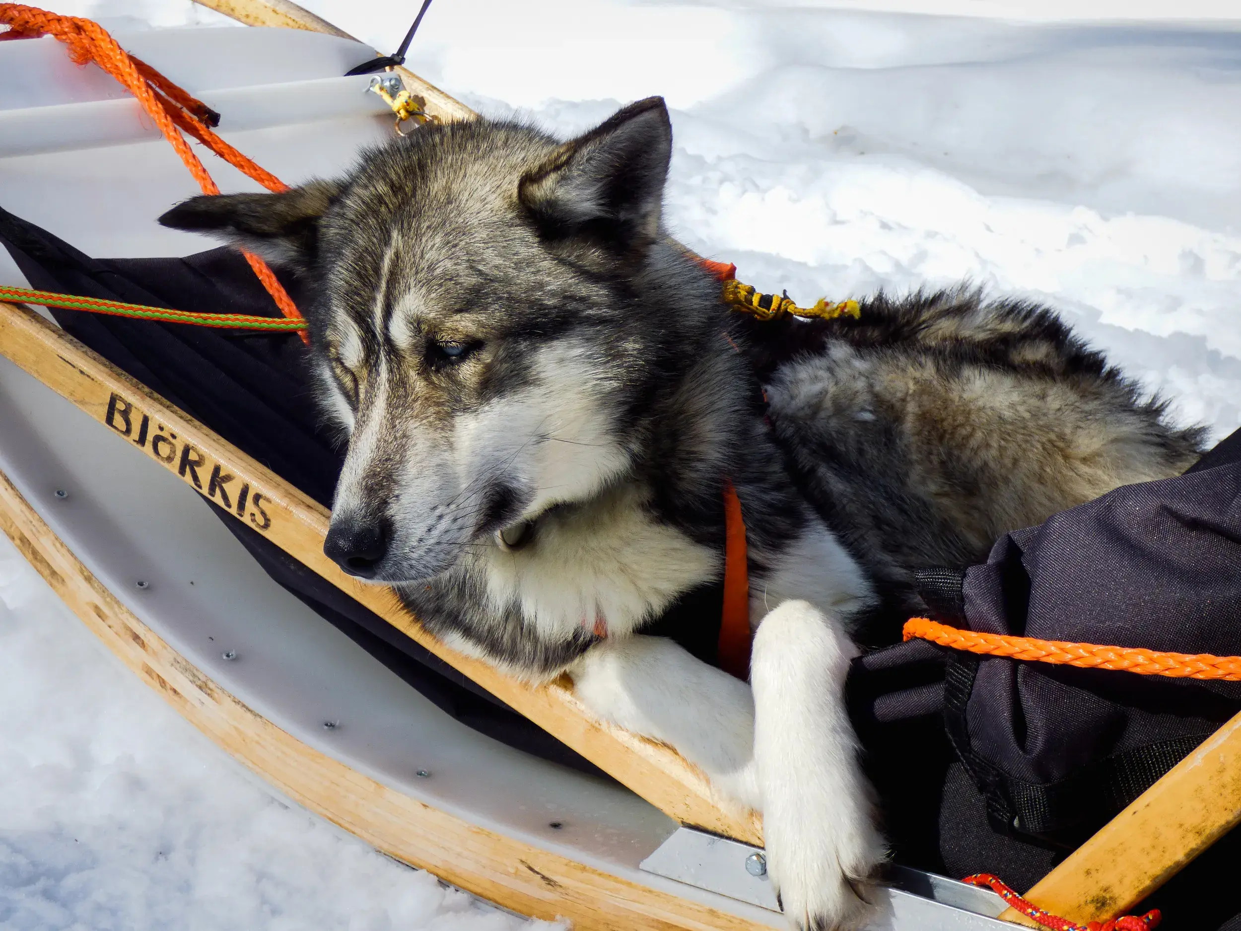 Ein Husky-Schlittenhund ruht sich während einer Gruppenreise durch Finnisch Lappland entspannt in seinem Hundeschlitten aus.