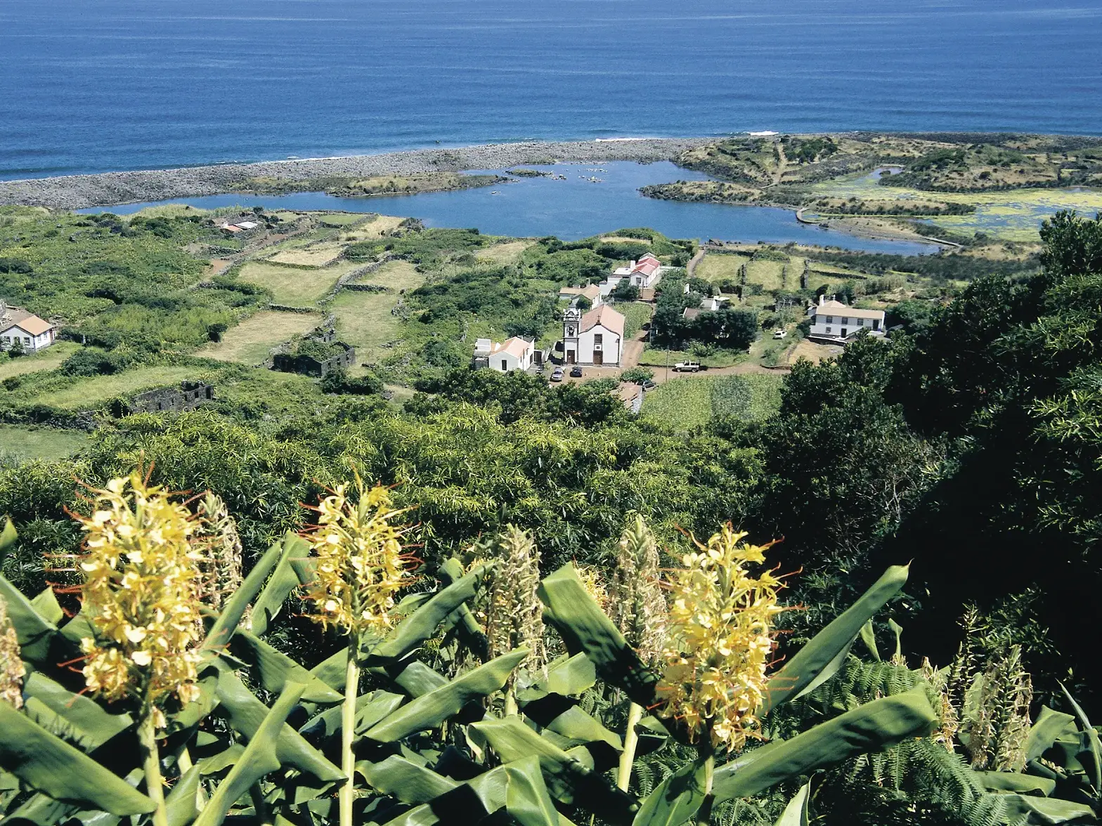 Wanderung auf São Jorge: Aussicht über gelbe Blumen auf eine grüne Fajã, eine fruchtbare Küstenebene am Atlantik.