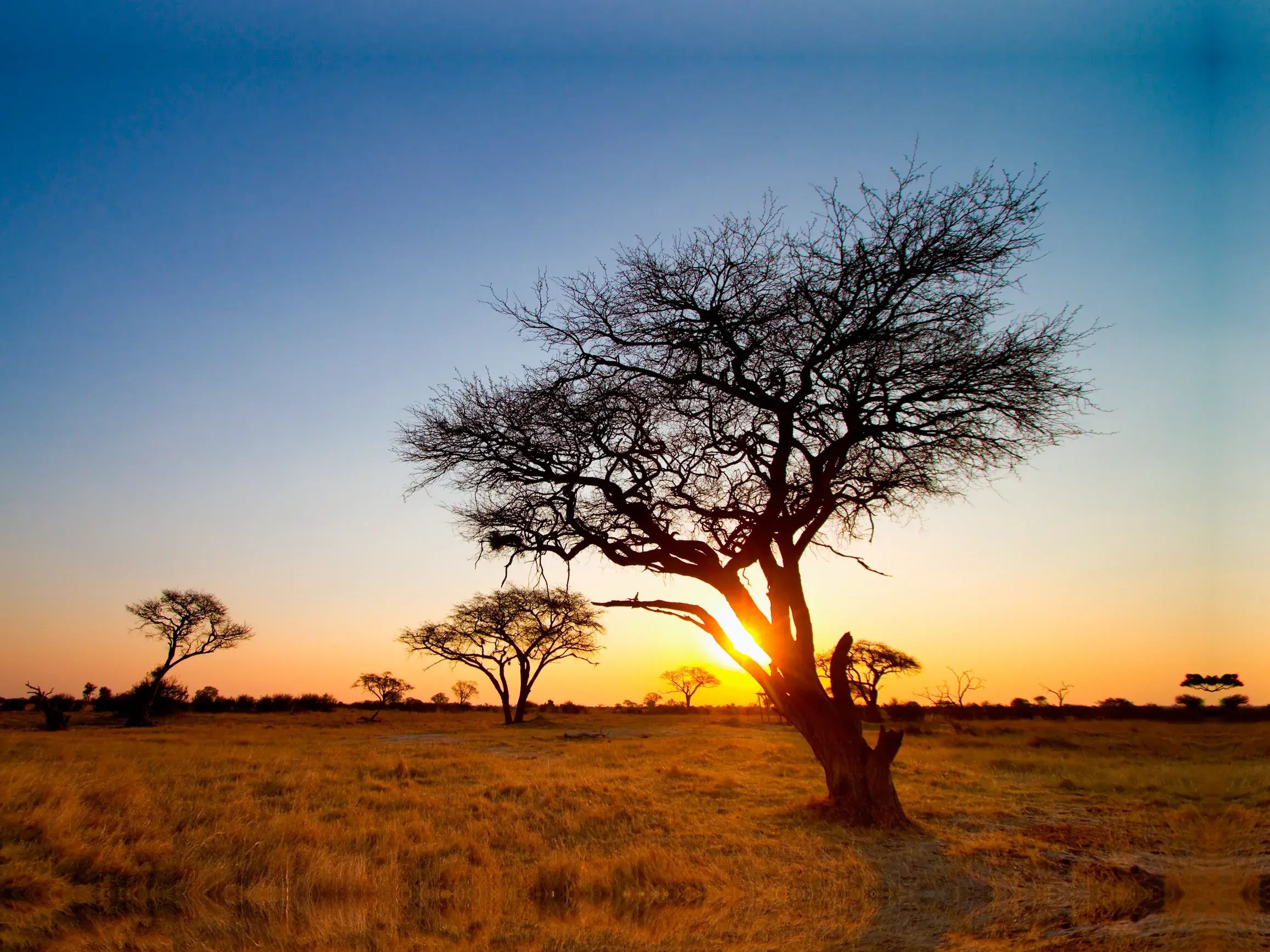 Goldener Sonnenuntergang über der Savanne im Hwange-Nationalpark während einer Safari-Rundreise durch Simbabwe.