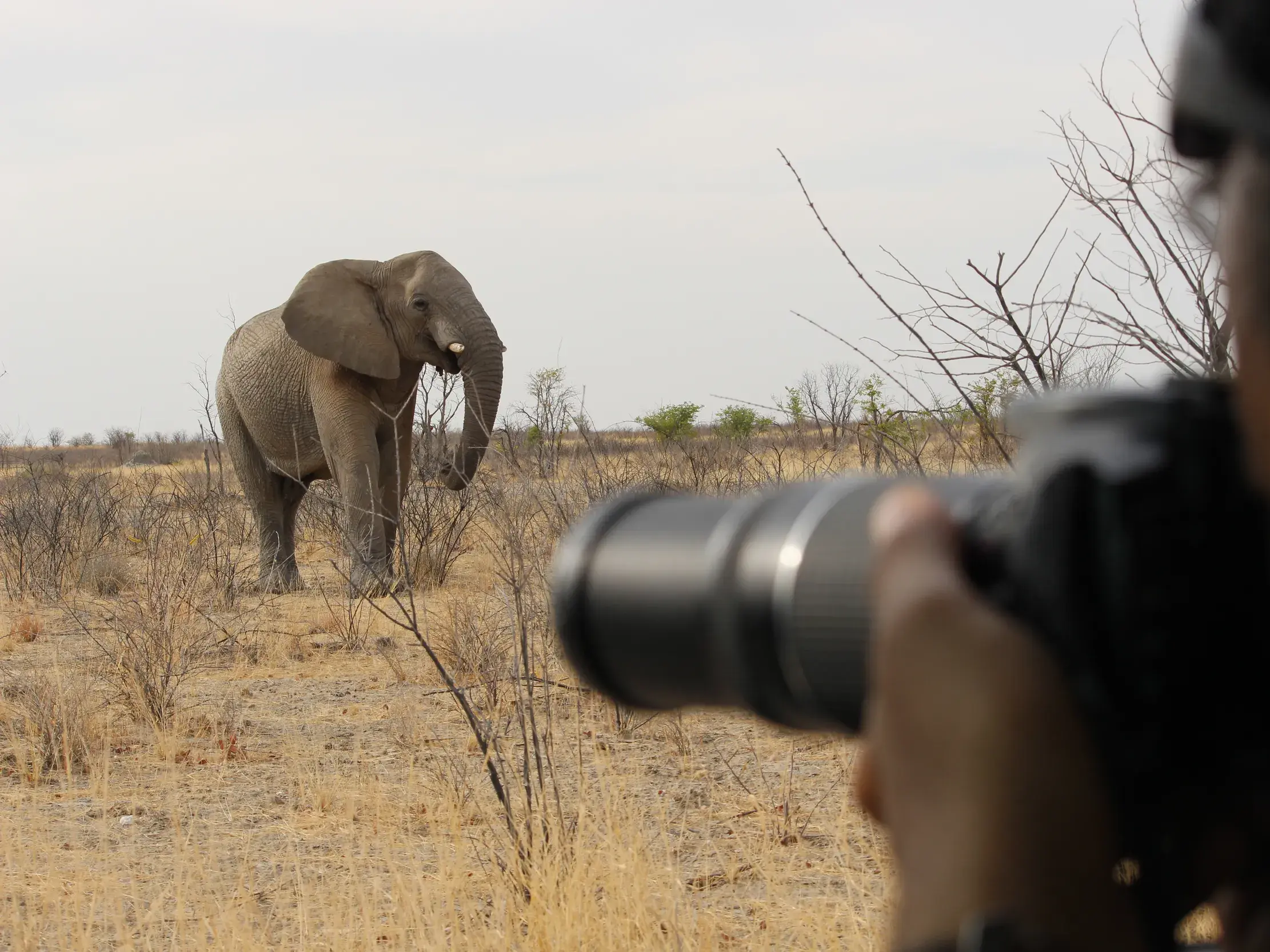 Ein Reisender mit Kamera fotografiert auf einer Safari im Etosha-Nationalpark einen Elefanten in der trockenen Savanne Namibias.