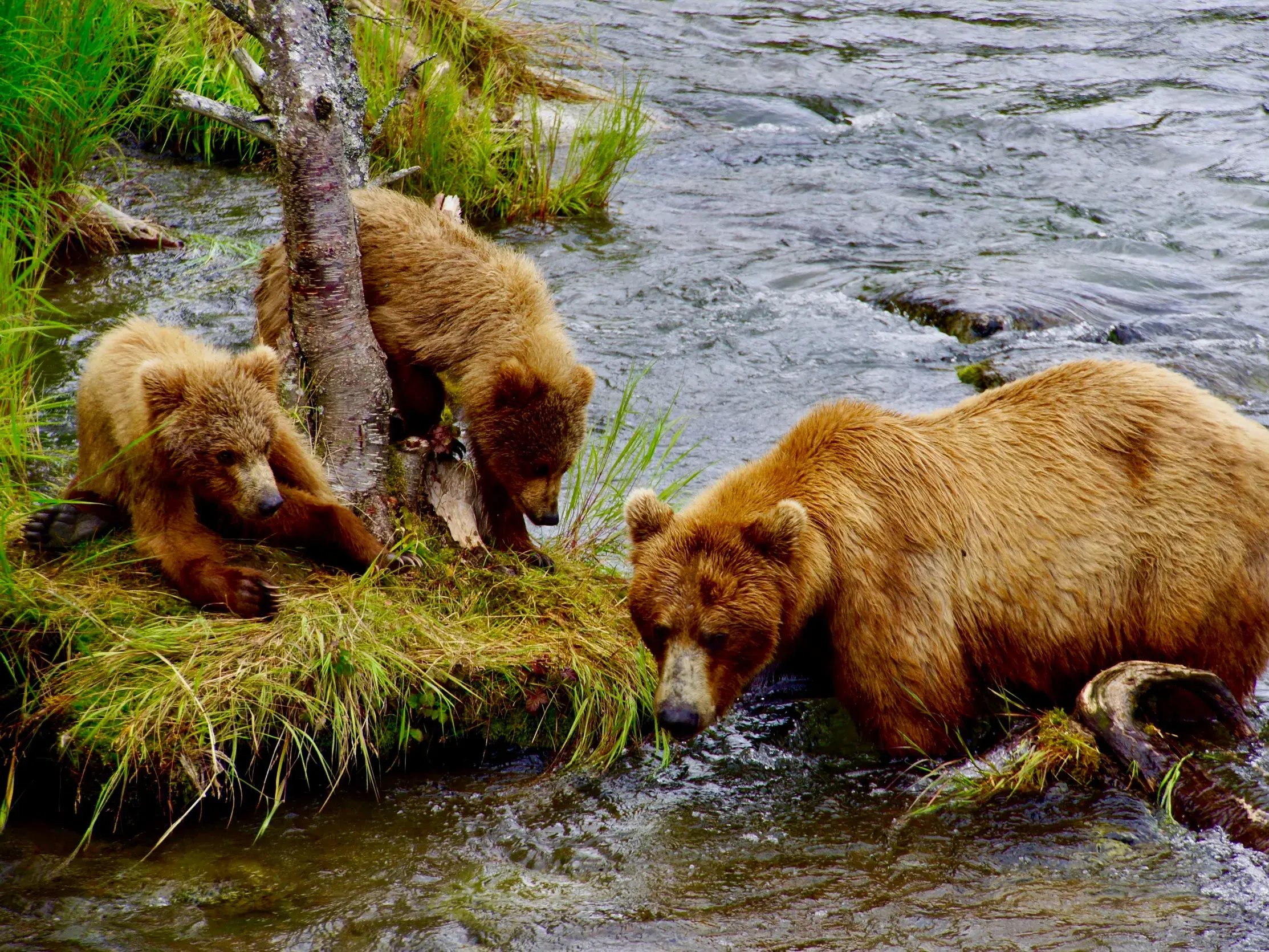 Eine Braunbärenmutter steht im Fluss, ihre zwei Jungen warten am grasbewachsenen Ufer im Katmai Nationalpark in Alaska.