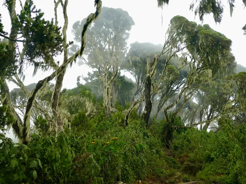 Dichter Bergregenwald mit flechtenbehangenen Bäumen im nebligen Ruwenzori-Nationalpark während einer Trekkingreise in Uganda.
