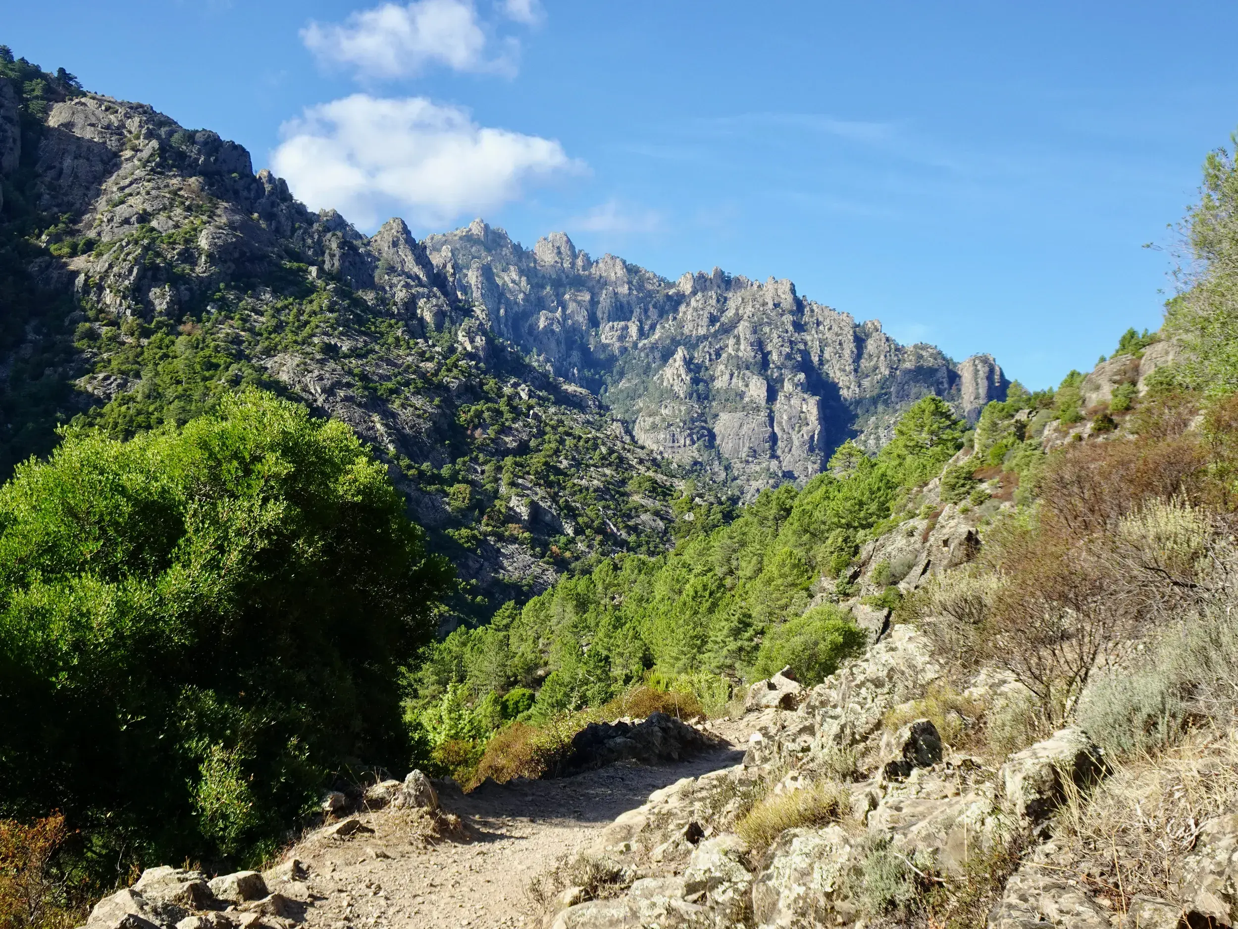 Ein steiniger Wanderweg führt durch die Tavignanu-Schlucht auf Korsika, mit Blick auf schroffe Berggipfel und grüne Macchia.