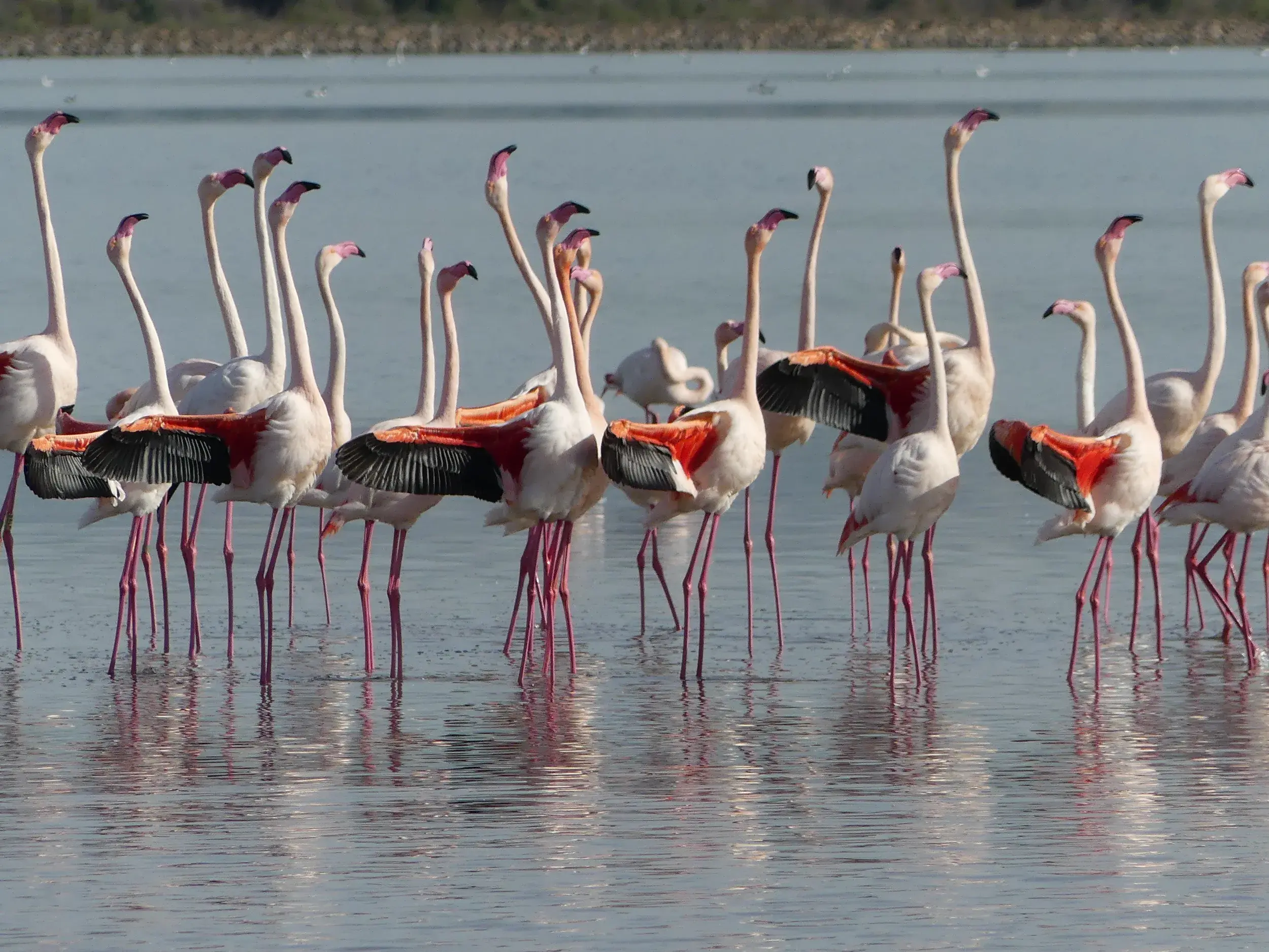 Ein großer Schwarm rosa Flamingos steht im seichten Wasser, einige breiten ihre Flügel in den Salzseen von Cagliari aus.