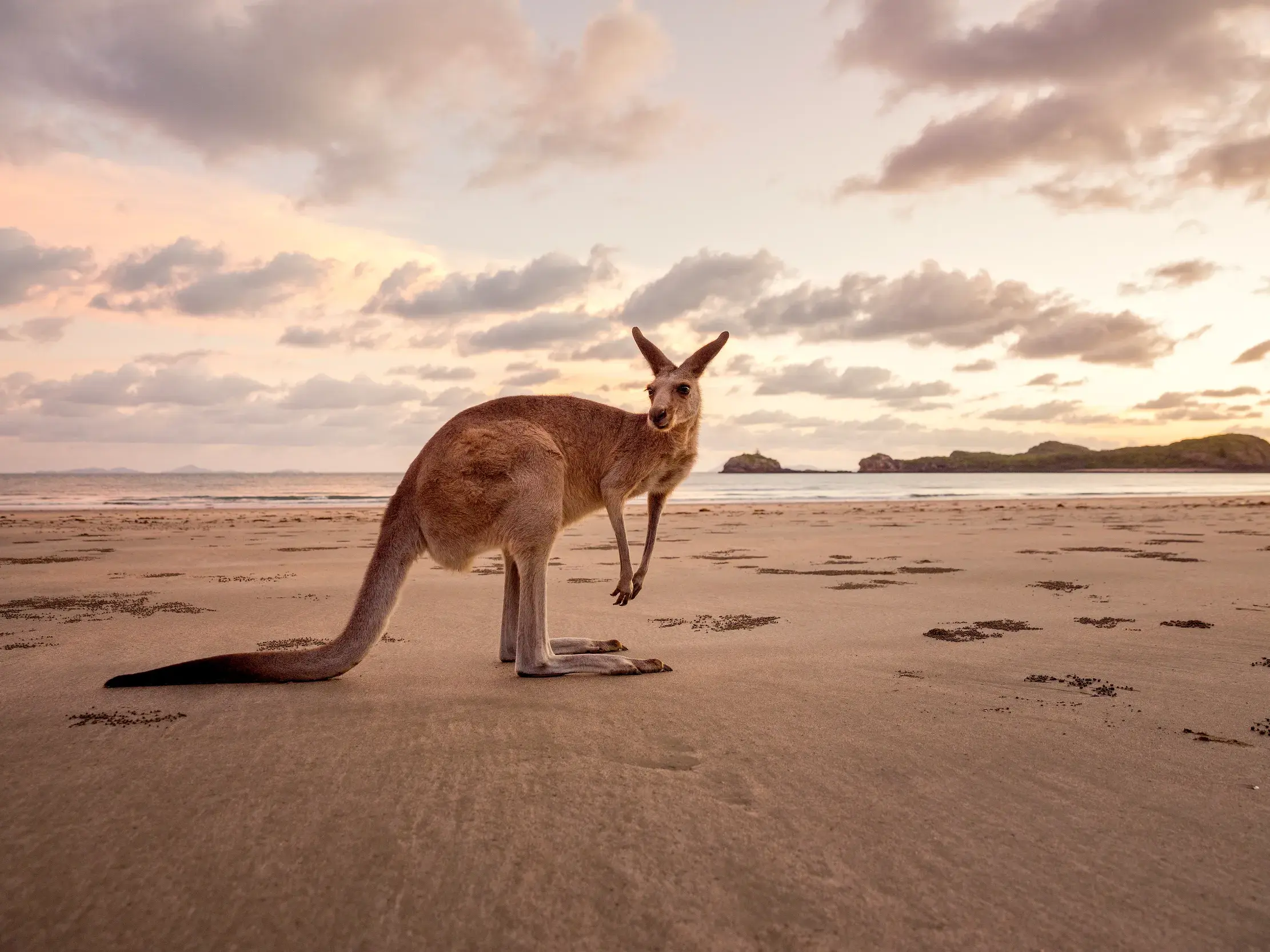 Ein Känguru steht am weiten Sandstrand von Kangaroo Island, im Hintergrund das Meer unter einem wolkenverhangenen Abendhimmel.