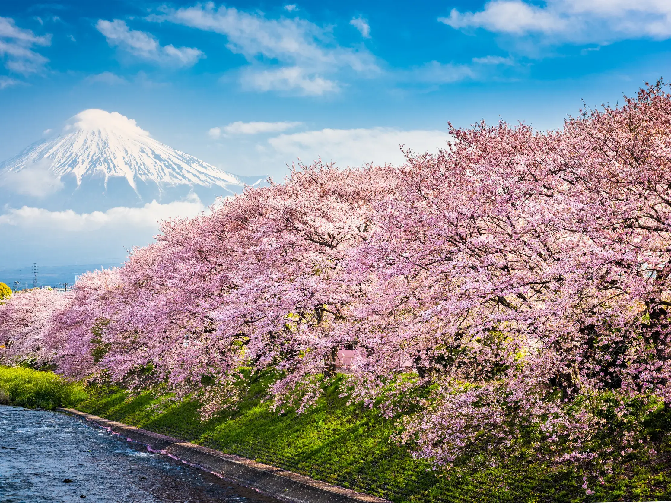 Üppige, rosa Kirschblütenbäume an einem Flussufer in Japan mit dem majestätischen, schneebedeckten Berg Fuji im Hintergrund.