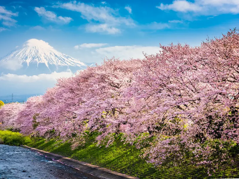 Üppige, rosa Kirschblütenbäume an einem Flussufer in Japan mit dem majestätischen, schneebedeckten Berg Fuji im Hintergrund.