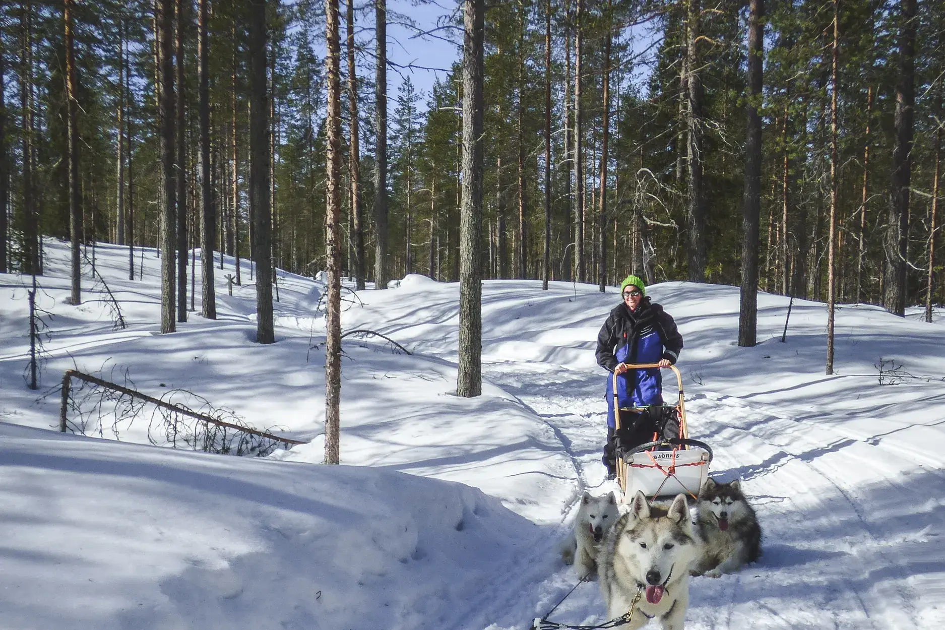 Eine Person steuert einen Hundeschlitten mit Huskys auf einer Tour durch einen sonnigen, verschneiten Wald in Finnland.