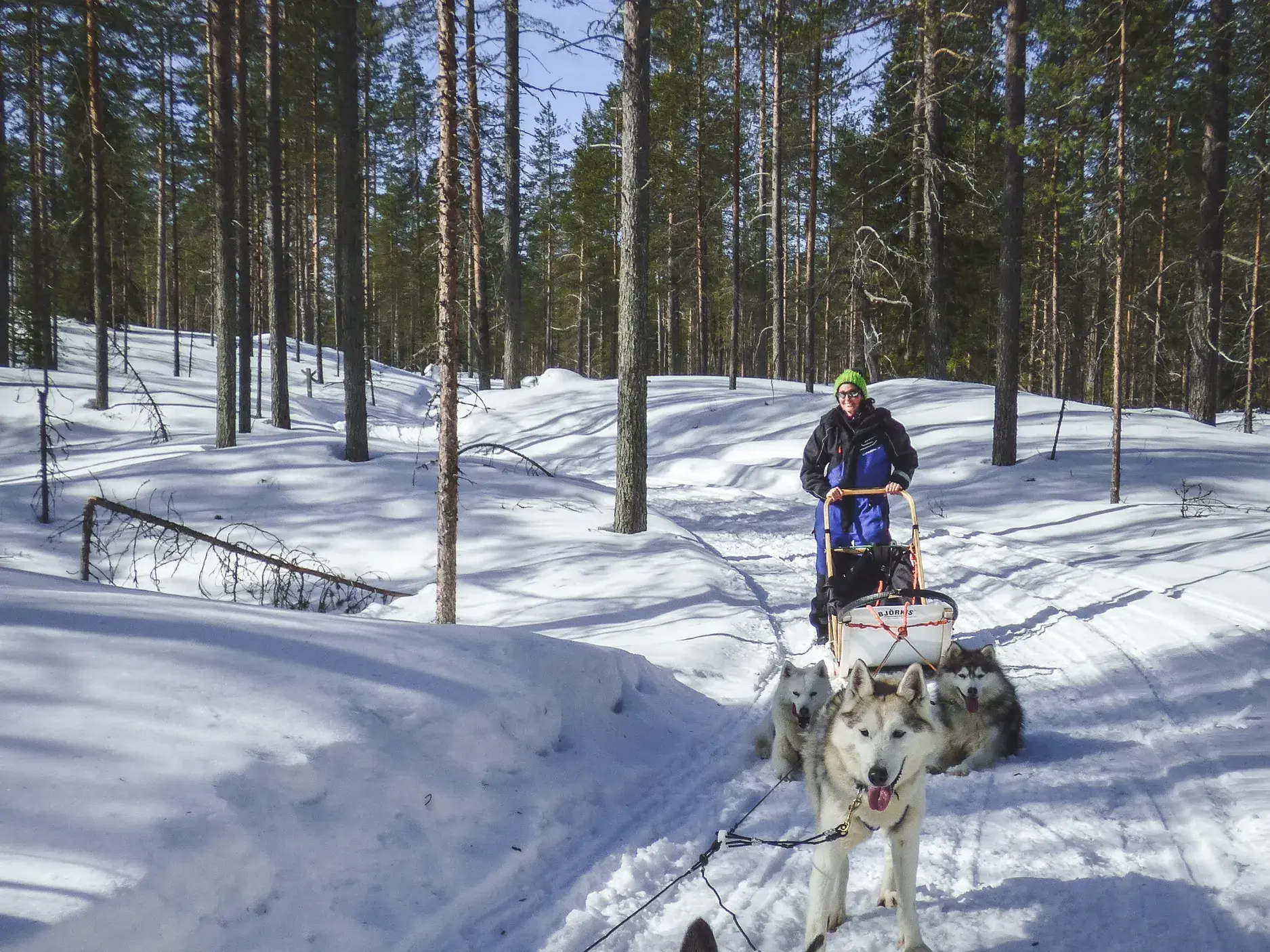 Eine Person steuert einen Hundeschlitten mit Huskys auf einer Tour durch einen sonnigen, verschneiten Wald in Finnland.