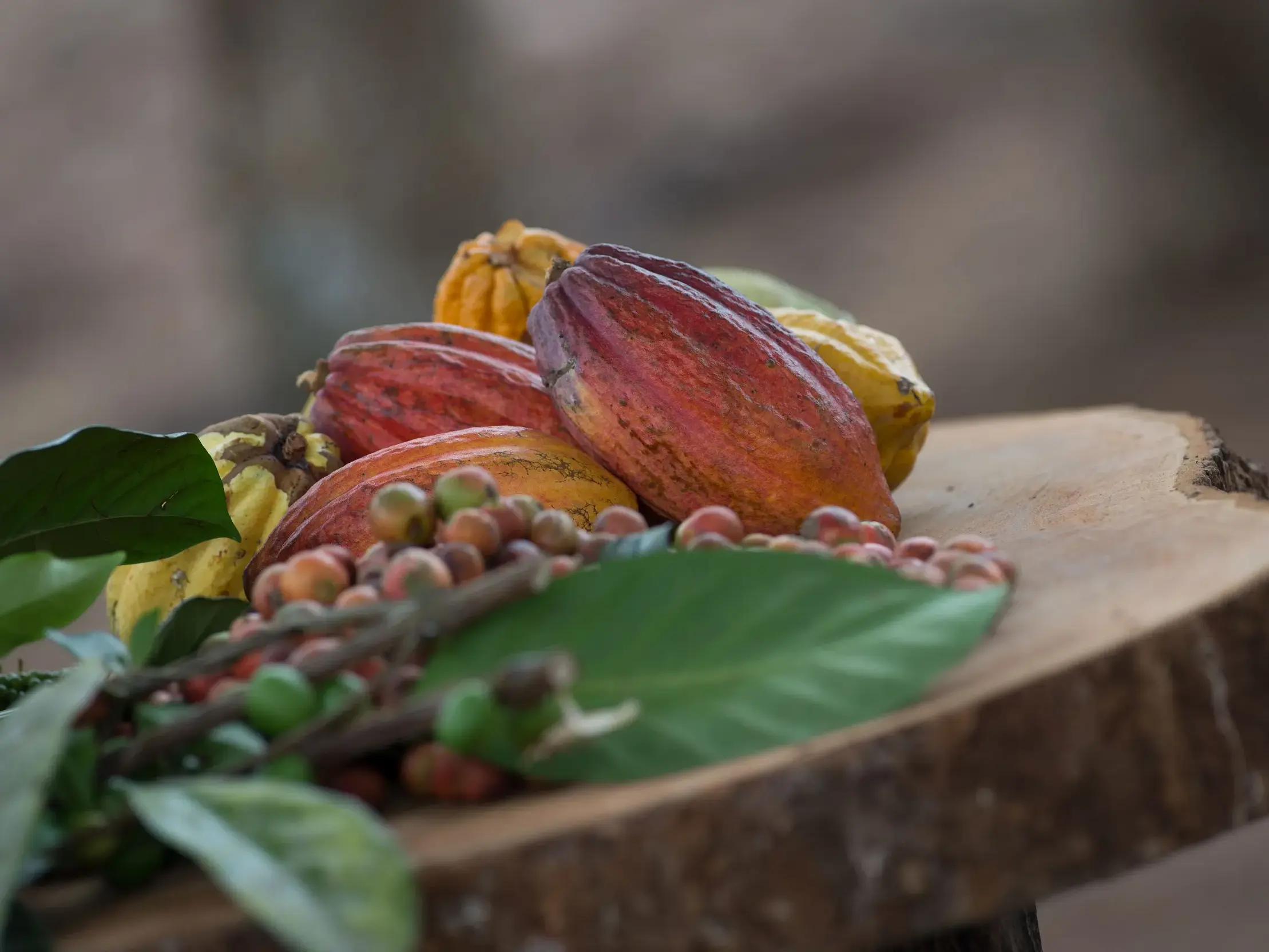 Farbenfrohe, frisch geerntete Kakaofrüchte und Kaffeekirschen von einer Plantage auf São Tomé auf einer Holzscheibe.