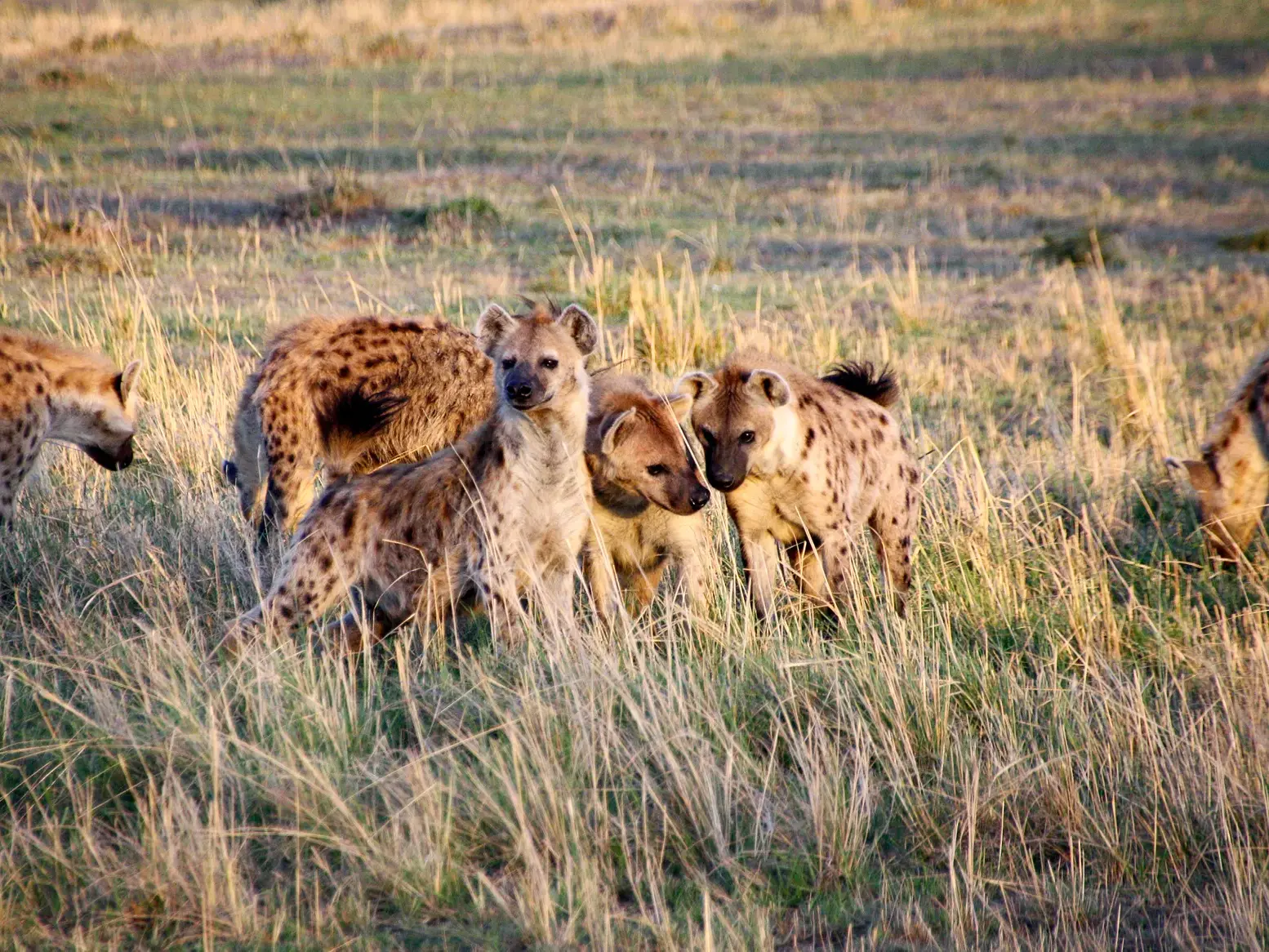Ein Rudel Tüpfelhyänen im hohen Savannengras während einer Safari-Pirschfahrt in der Masai Mara in Kenia.