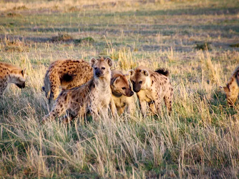 Ein Rudel Tüpfelhyänen im hohen Savannengras während einer Safari-Pirschfahrt in der Masai Mara in Kenia.