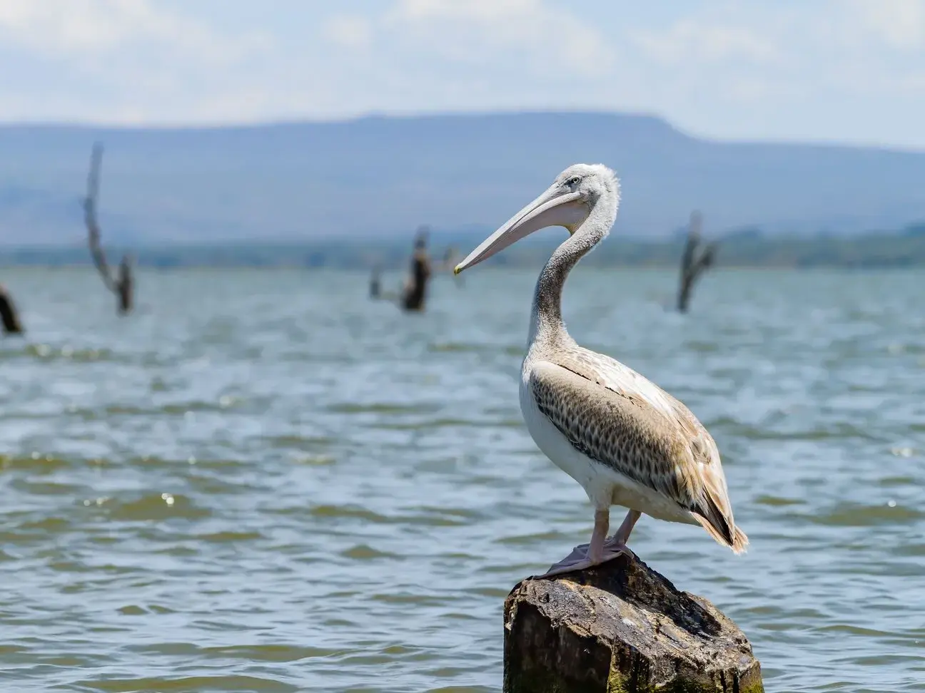 Ein Pelikan ruht auf einem Baumstumpf im Lake Naivasha vor der Bergkulisse des Großen Afrikanischen Grabenbruchs in Kenia.