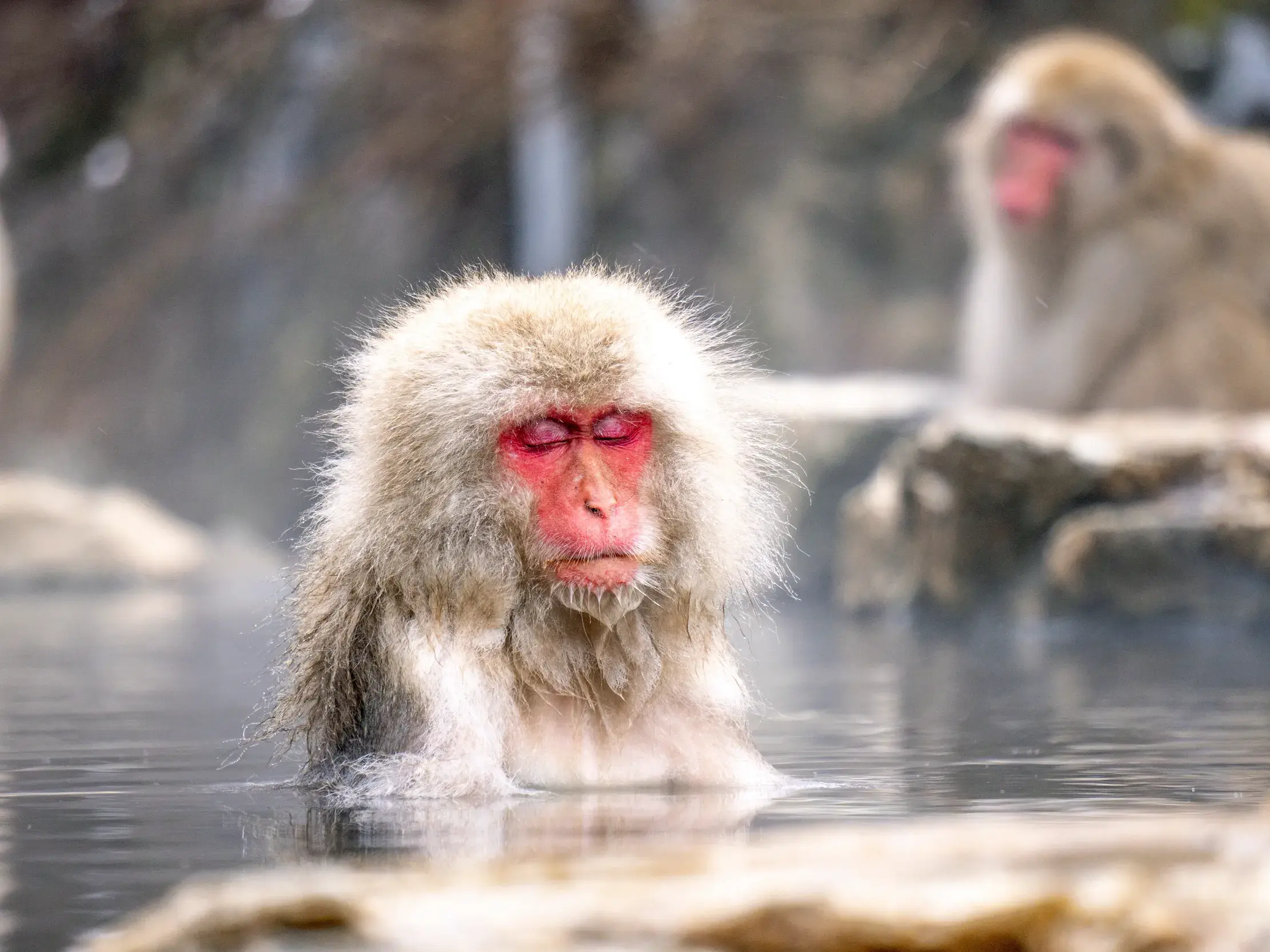Ein Schneeaffe badet mit geschlossenen Augen in einer heißen Quelle im Jigokudani Snow Monkey Park in Japan.