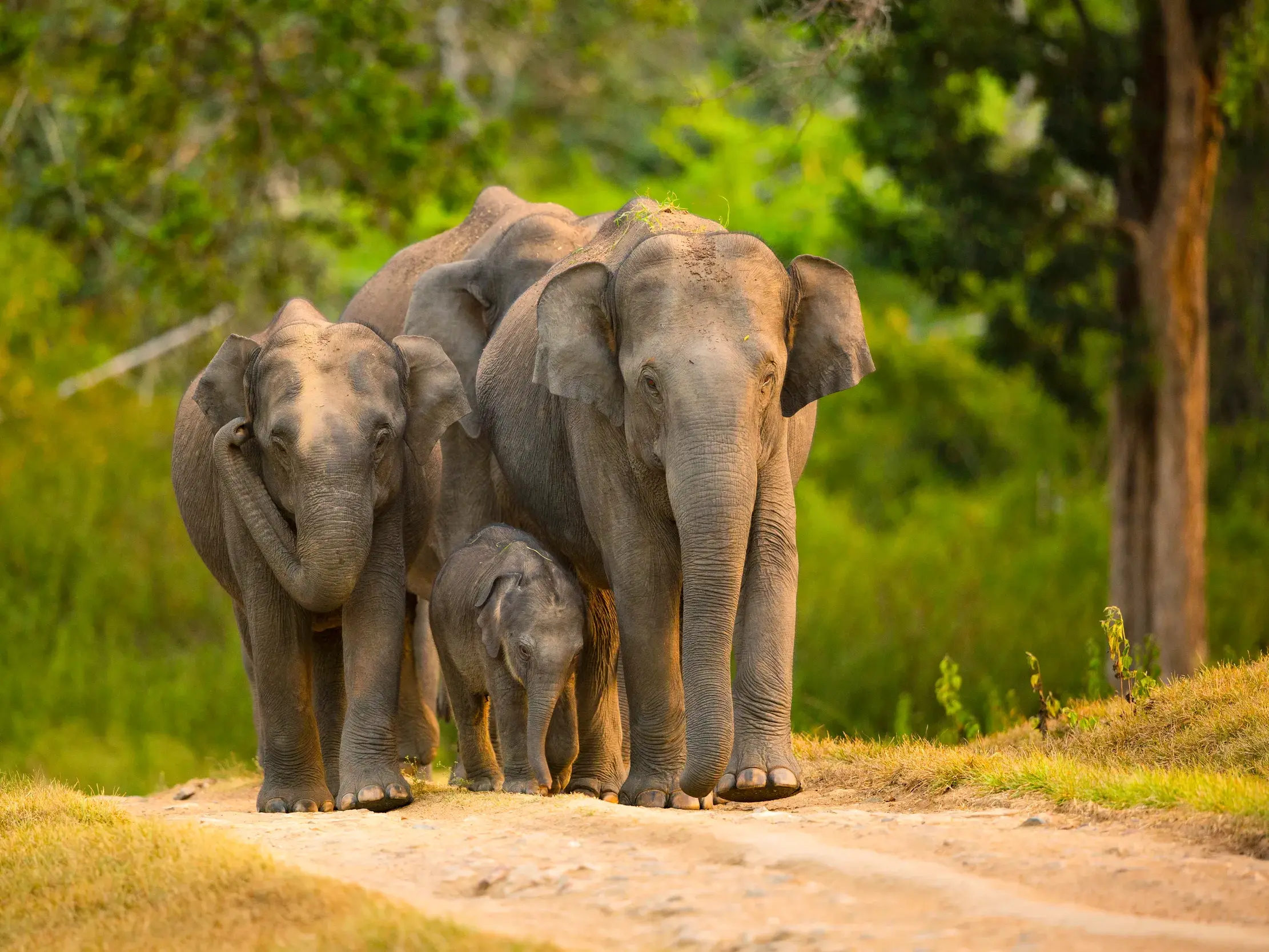 Eine Elefantenfamilie mit einem Kalb wandert auf einem Pfad im Wayanad Wildlife Sanctuary während einer Safari in Kerala.