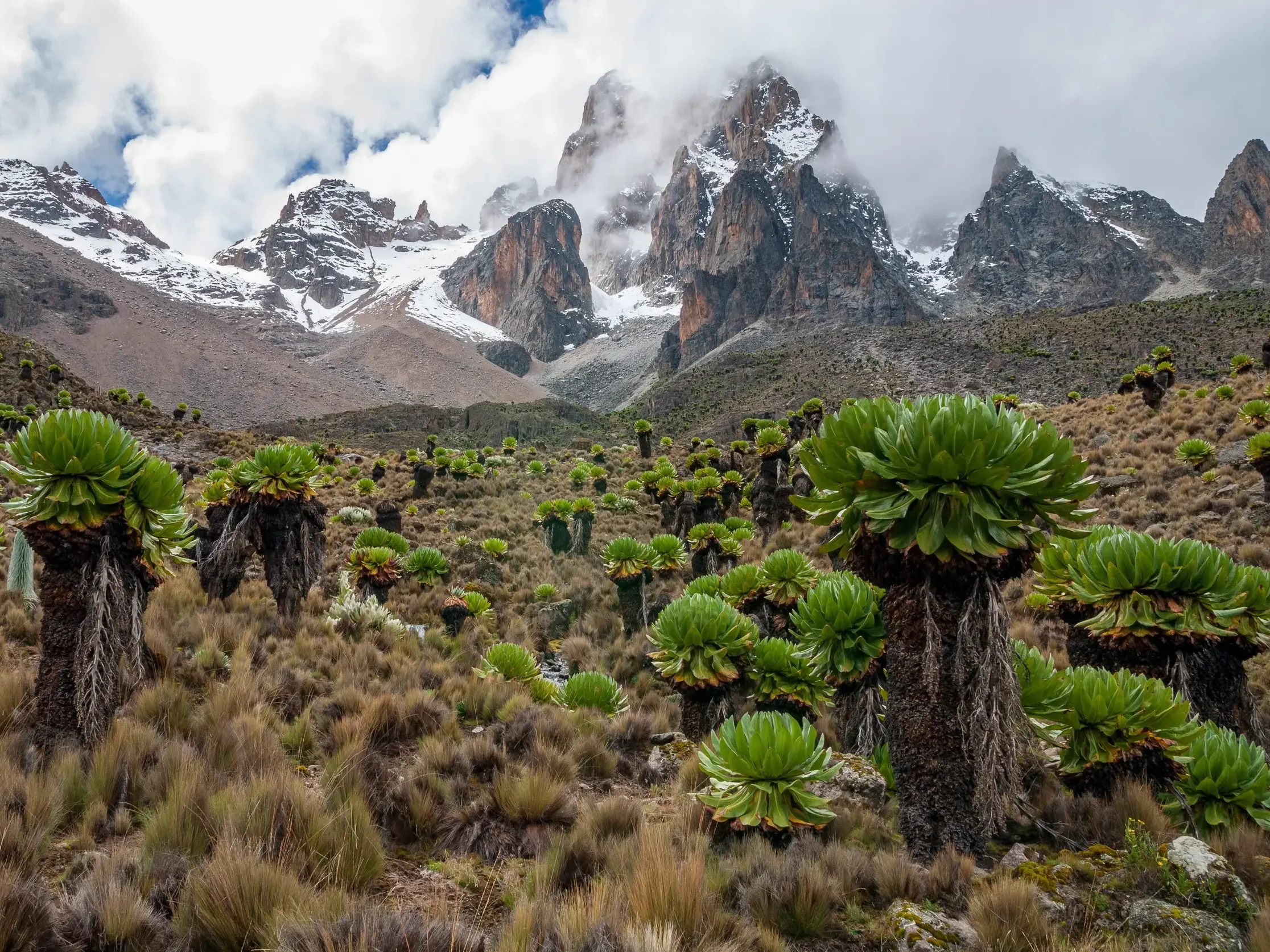 Grüne Senezien wachsen auf einer Hochebene vor den schroffen, schneebedeckten Gipfeln des Mount Kenya in Kenia.