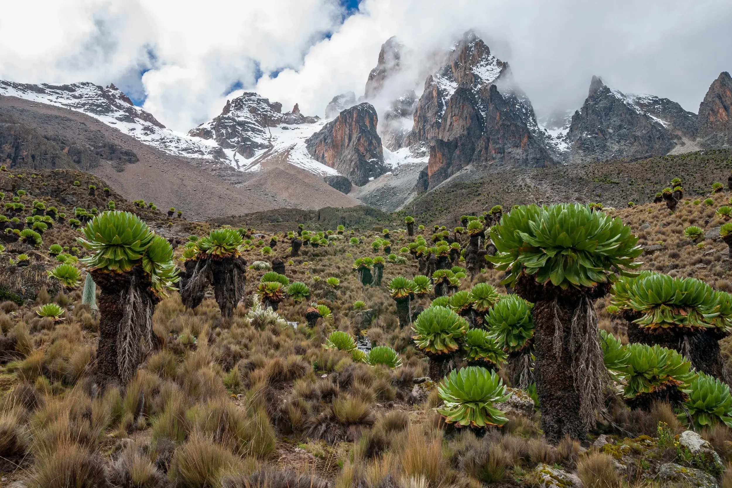 Grüne Senezien wachsen auf einer Hochebene vor den schroffen, schneebedeckten Gipfeln des Mount Kenya in Kenia.