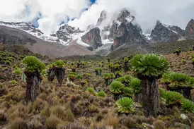Grüne Riesenlobelien und Senezien in der Heidelandschaft am Mount Kenya vor der schroffen, teils schneebedeckten Gipfelkulisse.