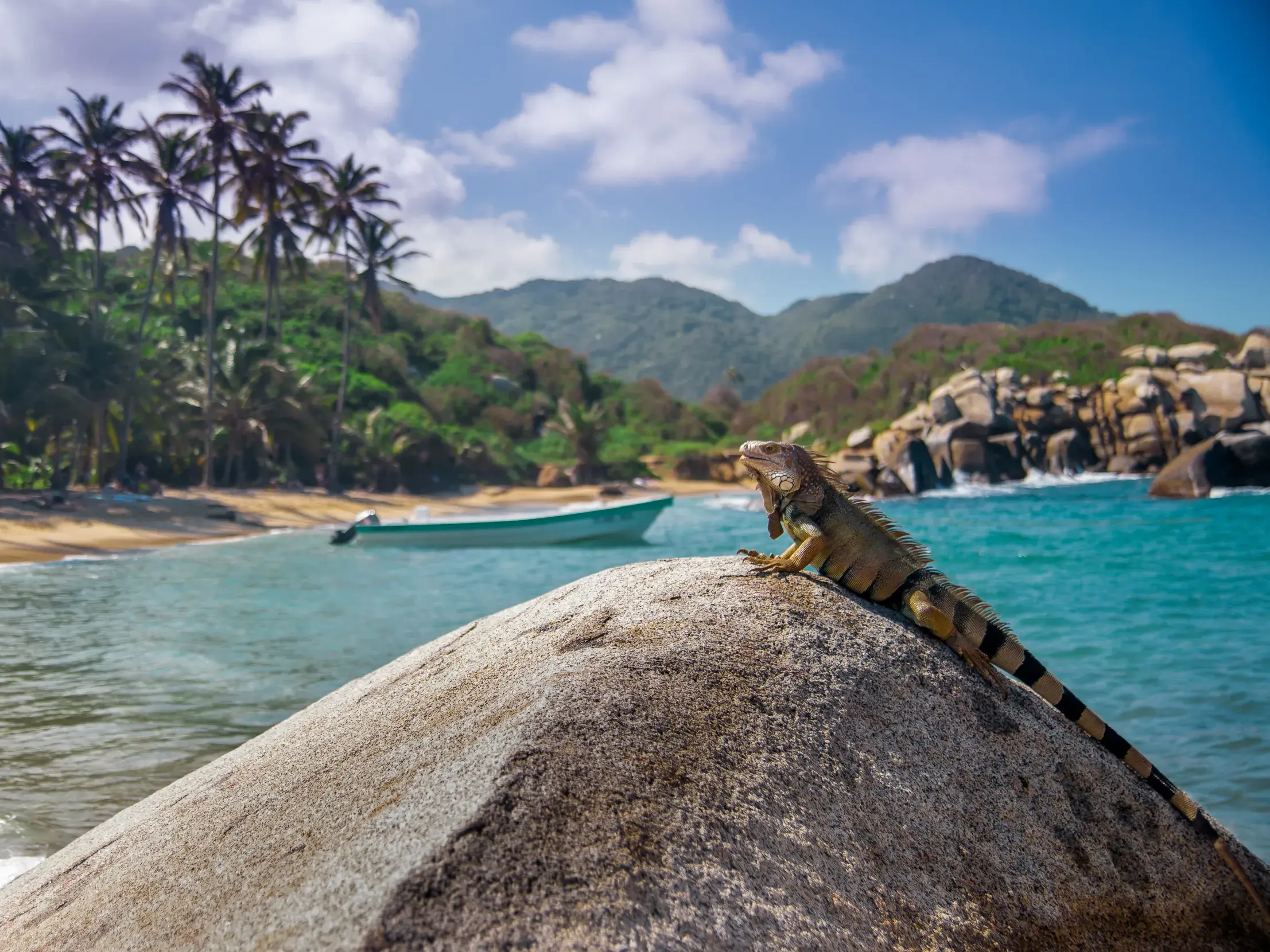 Ein Leguan sitzt auf einem Felsen an einer Bucht im Tayrona-Nationalpark in Kolumbien mit Palmenstrand und Boot.