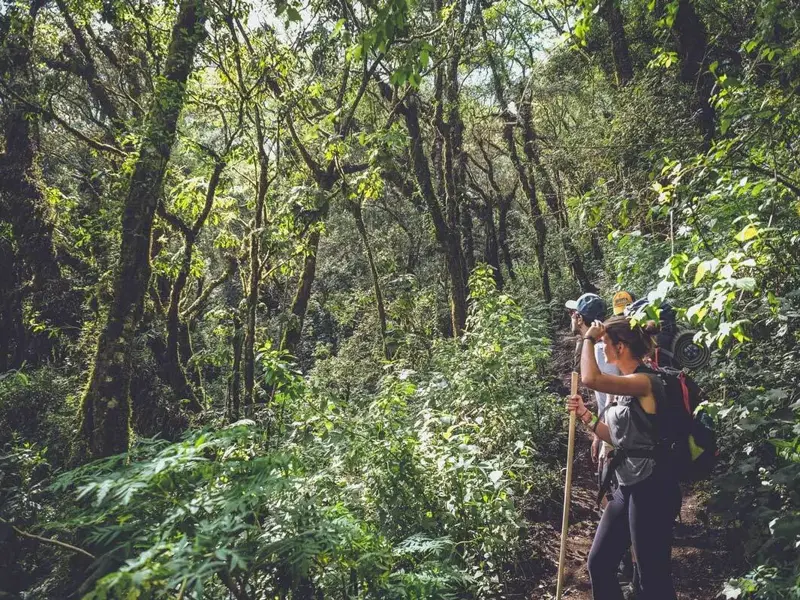 Eine Reisegruppe beim Trekking auf den Vulkan Acatenango durch den dichten, moosbewachsenen Nebelwald Guatemalas.