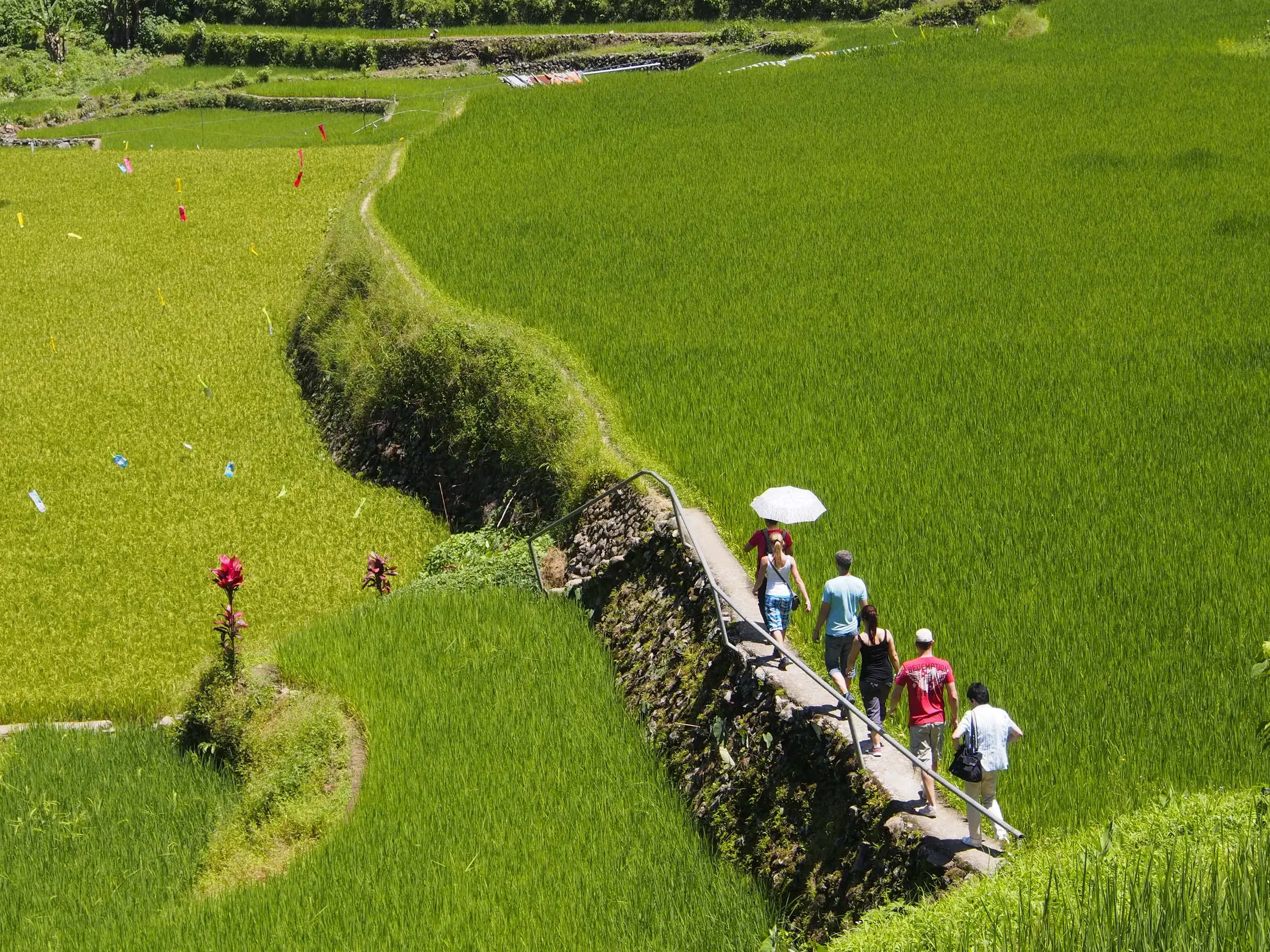 Eine Reisegruppe wandert auf einem schmalen Pfad durch die weitläufigen, terrassierten Reisfelder von Banaue auf Luzon.