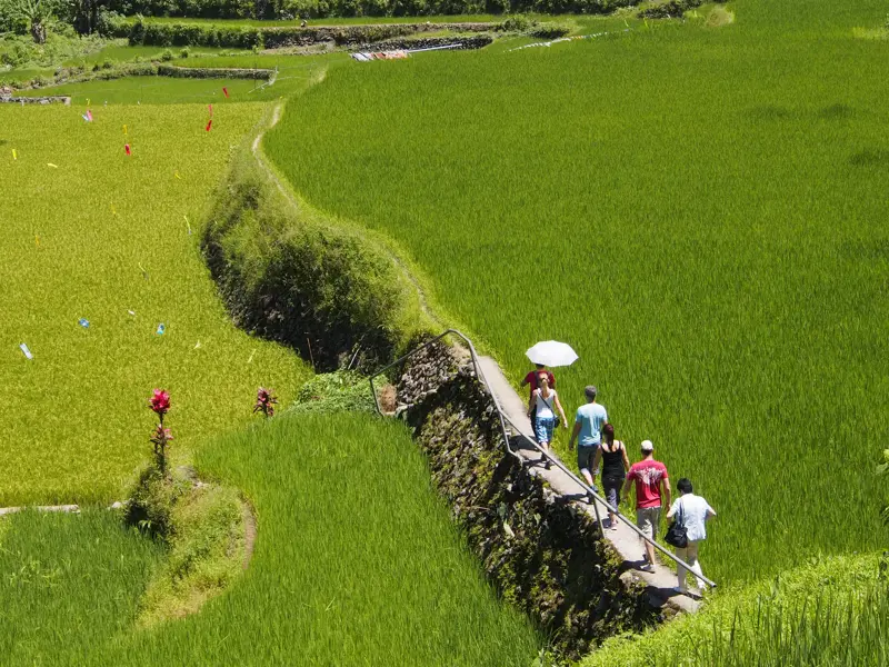 Eine Reisegruppe wandert auf einem schmalen Pfad durch die weitläufigen, terrassierten Reisfelder von Banaue auf Luzon.