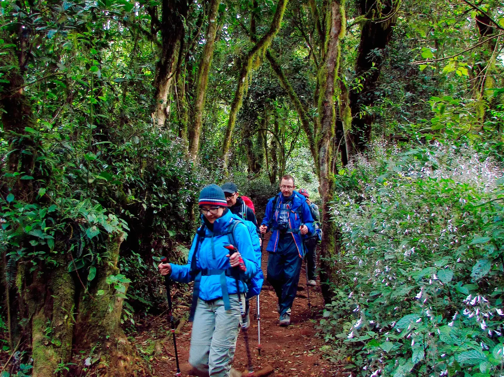 Eine Trekking-Gruppe mit Wanderstöcken auf der Marangu-Route durch den üppigen Regenwald am Fuße des Kilimanjaro.