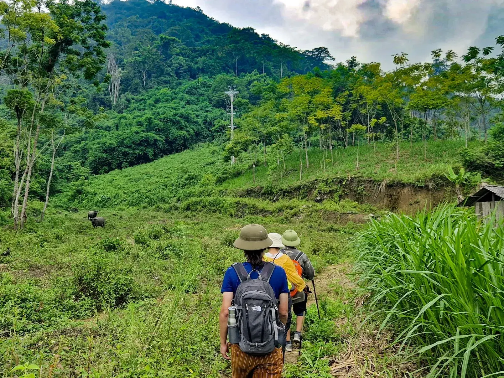 Hauser-Reisegruppe beim Trekking auf einem Pfad vorbei an Wasserbüffeln in der üppigen Bergwelt von Nordvietnam.