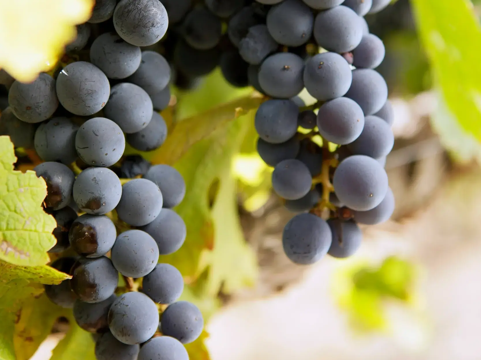 Reife, dunkle Weintrauben hängen im Sonnenlicht an einem Rebstock im Weinanbaugebiet Stellenbosch, Südafrika, welches die Studiosus Reisegruppe besucht.