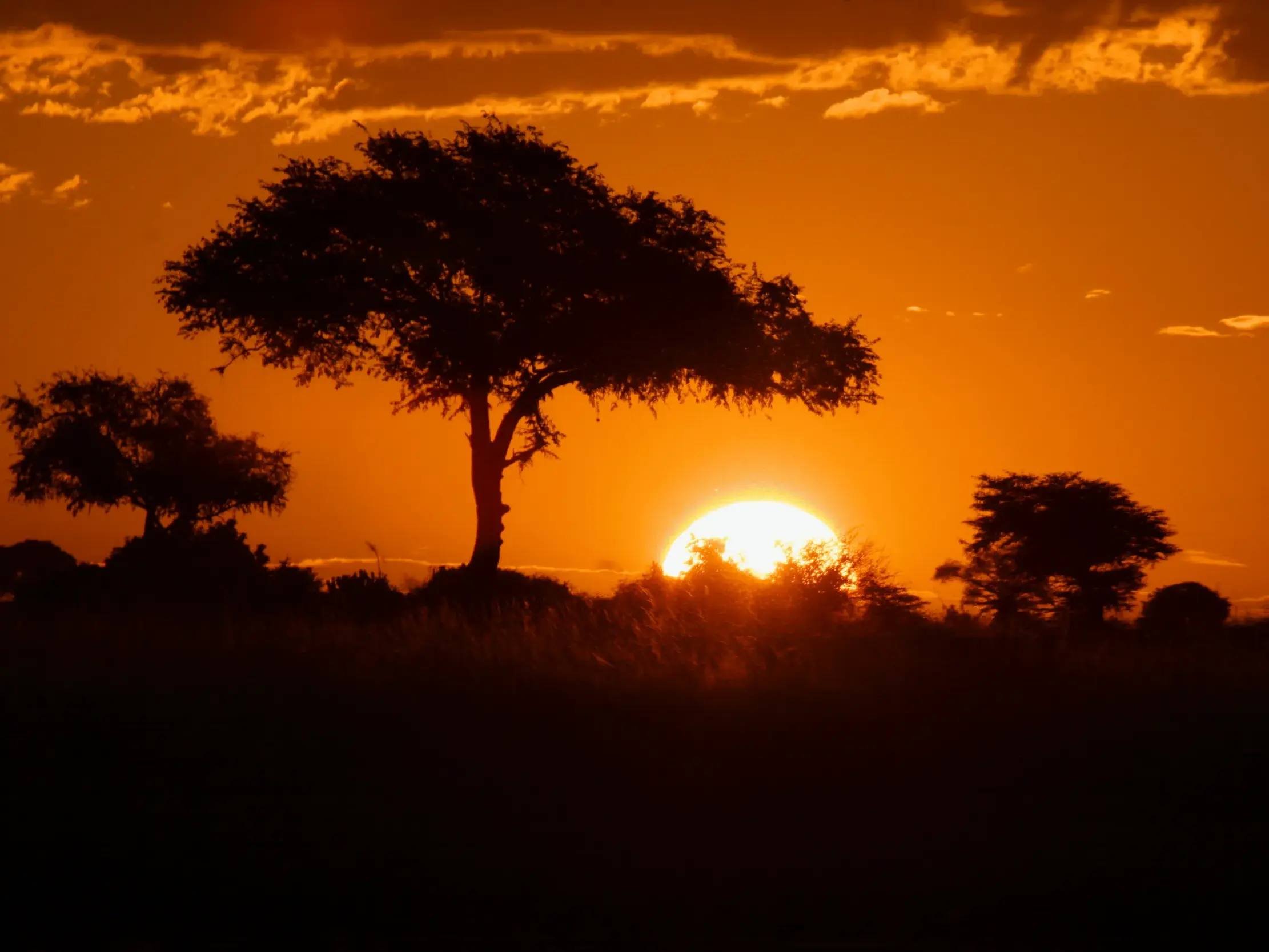 Silhouetten von Akazienbäumen vor einem leuchtend orangen Sonnenuntergang in der Savanne des südlichen Afrikas.