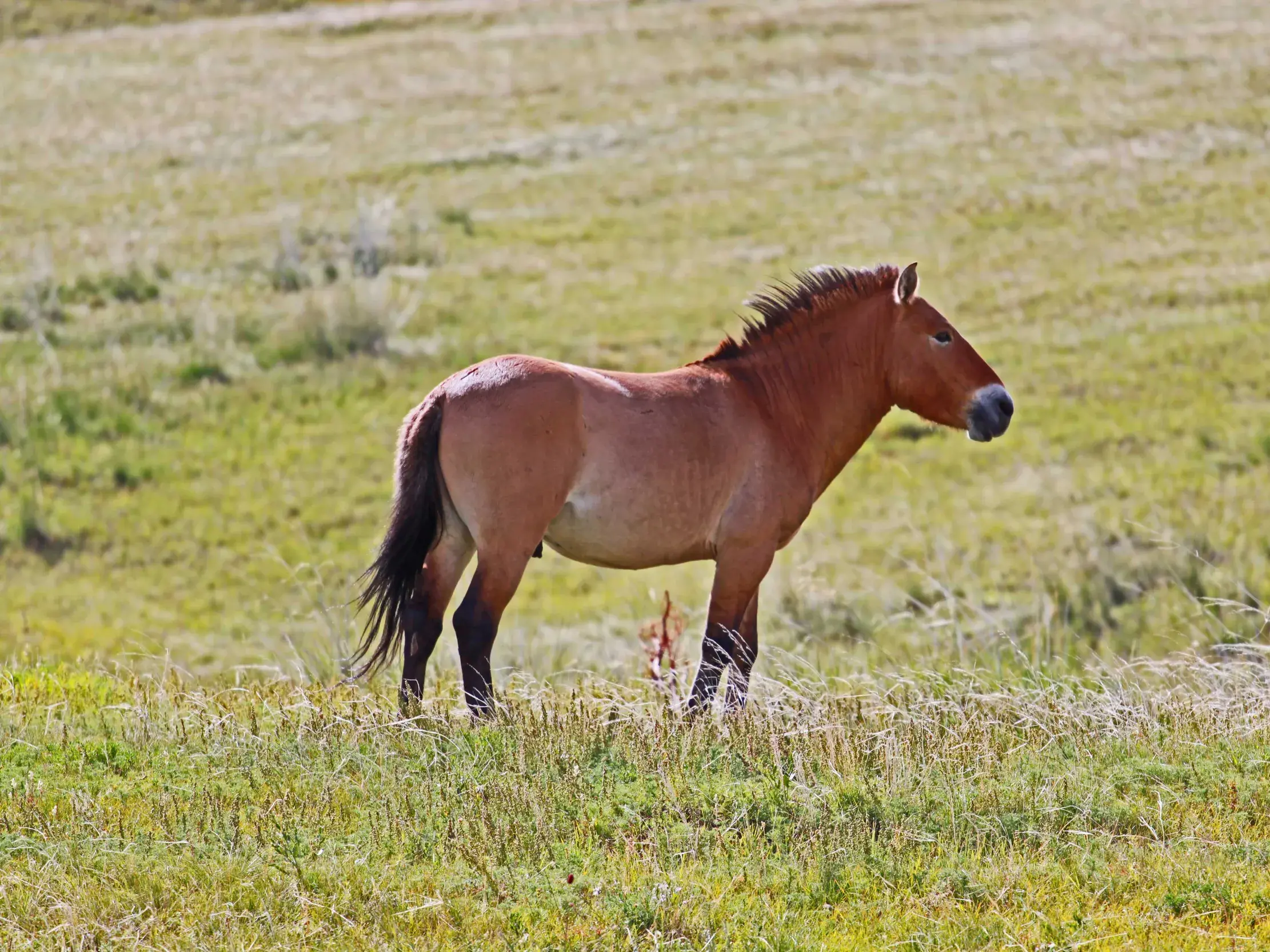 Ein seltenes Przewalski-Pferd steht aufmerksam in der weiten, grasbewachsenen Steppe des Khustai-Nationalparks.