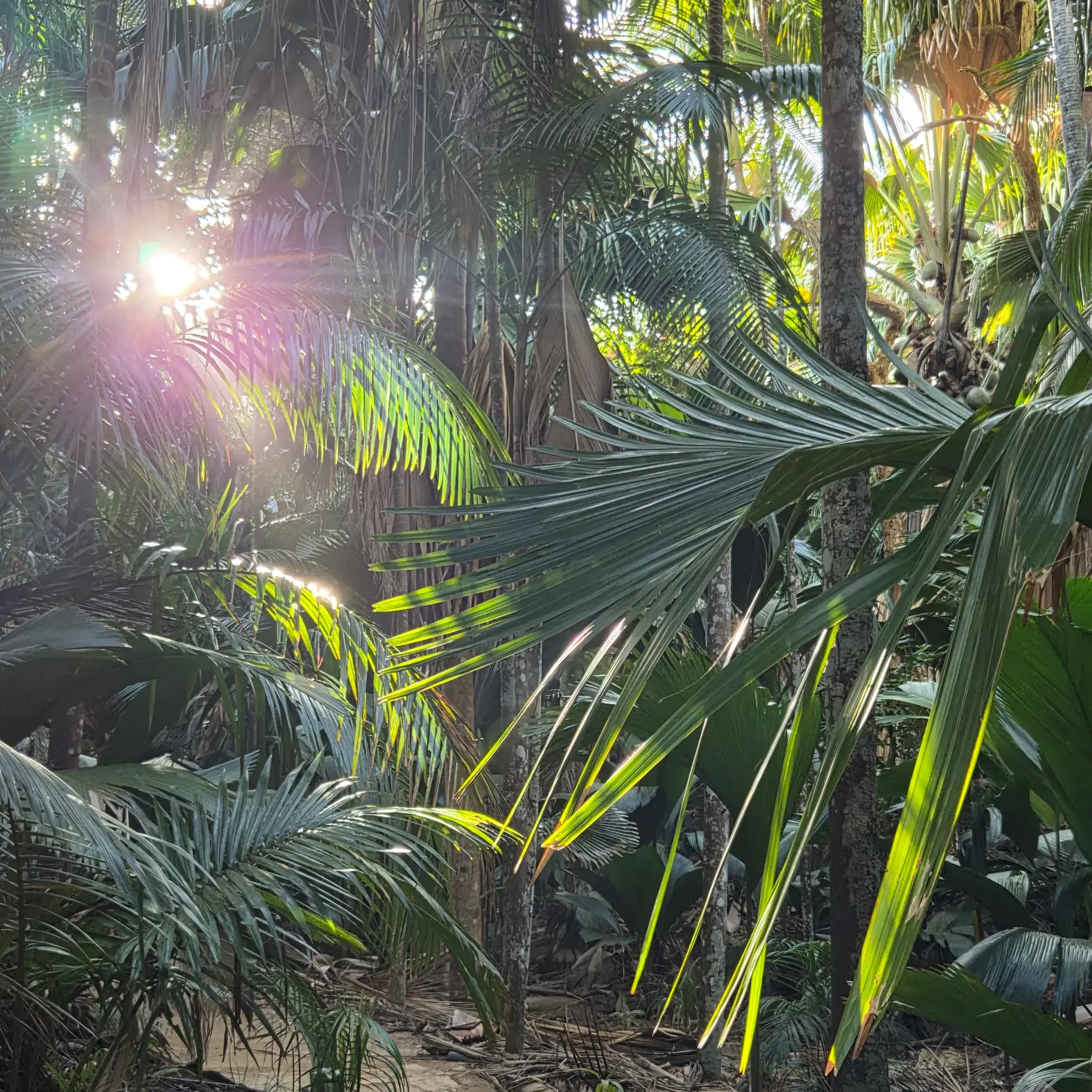 Sonnenstrahlen brechen durch die üppigen, grünen Palmwedel im tropischen Regenwald des Vallée de Mai auf Praslin.