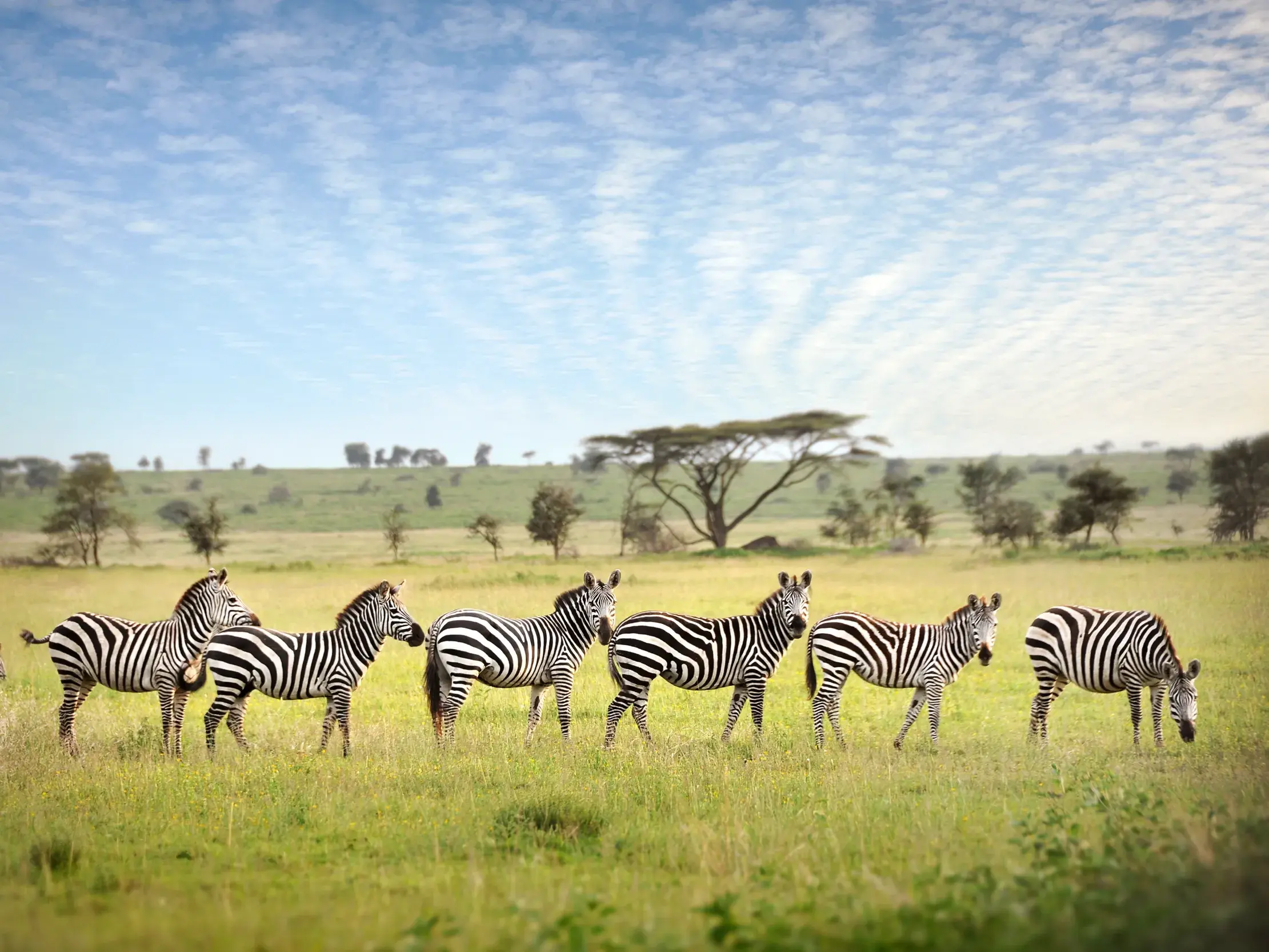Eine Zebraherde in der weitläufigen Graslandschaft der Serengeti mit Akazienbäumen am Horizont unter leicht bewölktem Himmel.