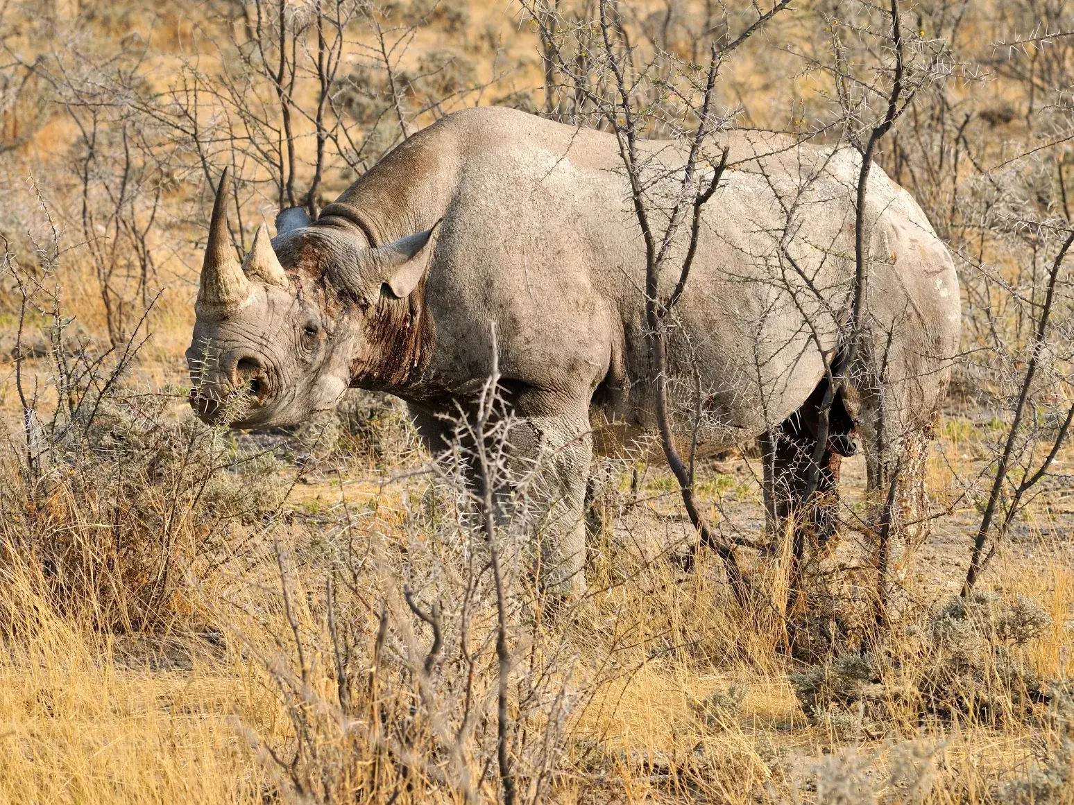 Seitenansicht eines Spitzmaulnashorns in der kargen Buschlandschaft des Mkomazi-Nationalparks während einer Pirschfahrt.