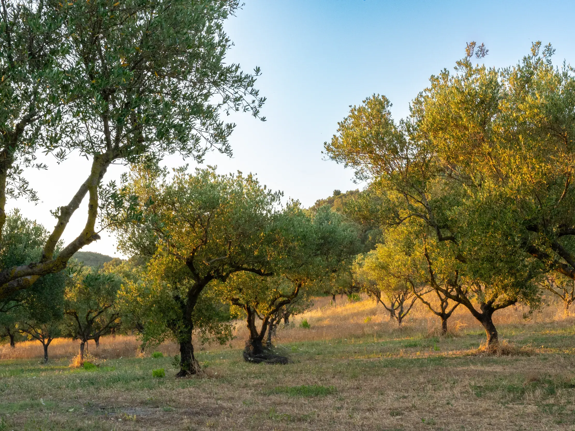 Alte Olivenbäume mit silbrig-grünen Blättern in einem Hain auf Kreta, beleuchtet von der goldenen Abendsonne.