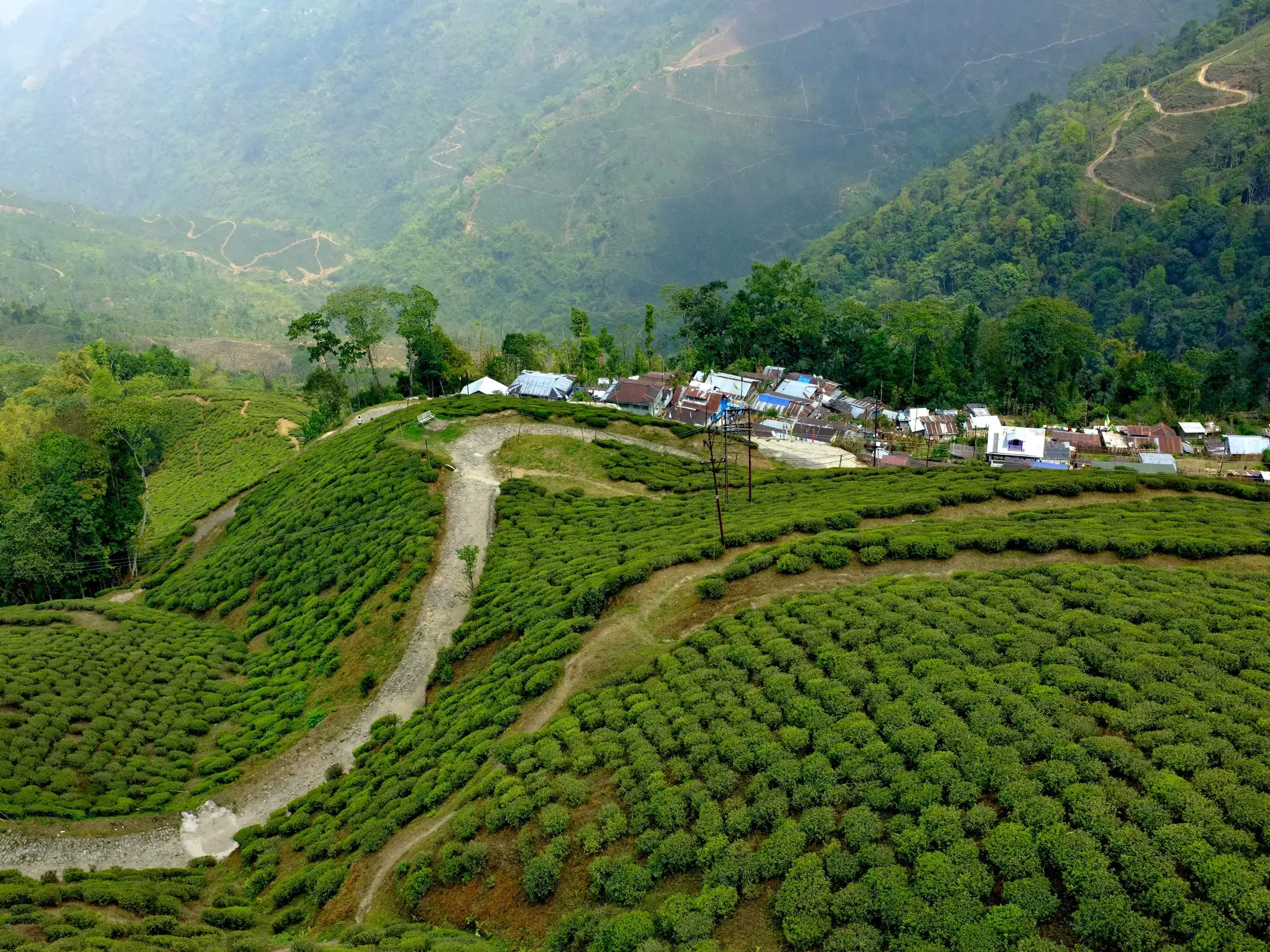 Ein Wanderweg führt durch üppig grüne Teeplantagen zu einem kleinen Bergdorf in der hügeligen Himalaya-Region Darjeeling.