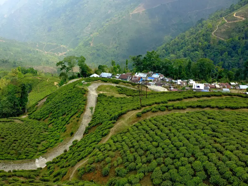 Ein Wanderweg führt durch üppig grüne Teeplantagen zu einem kleinen Bergdorf in der hügeligen Himalaya-Region Darjeeling.