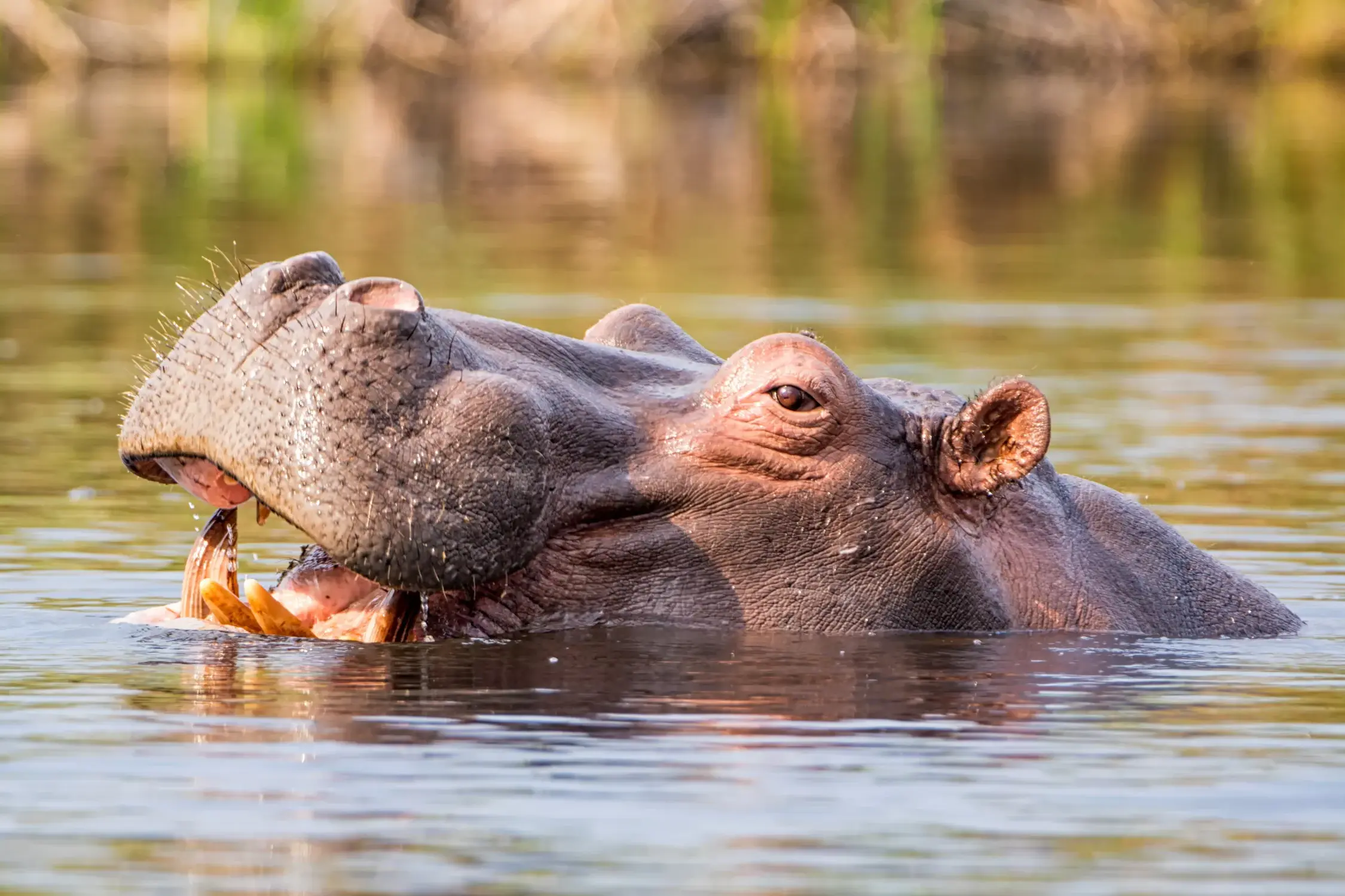 Ein Flusspferd mit geöffnetem Maul schaut aus dem Wasser des Okavango Deltas bei einer Safari in Botswana.