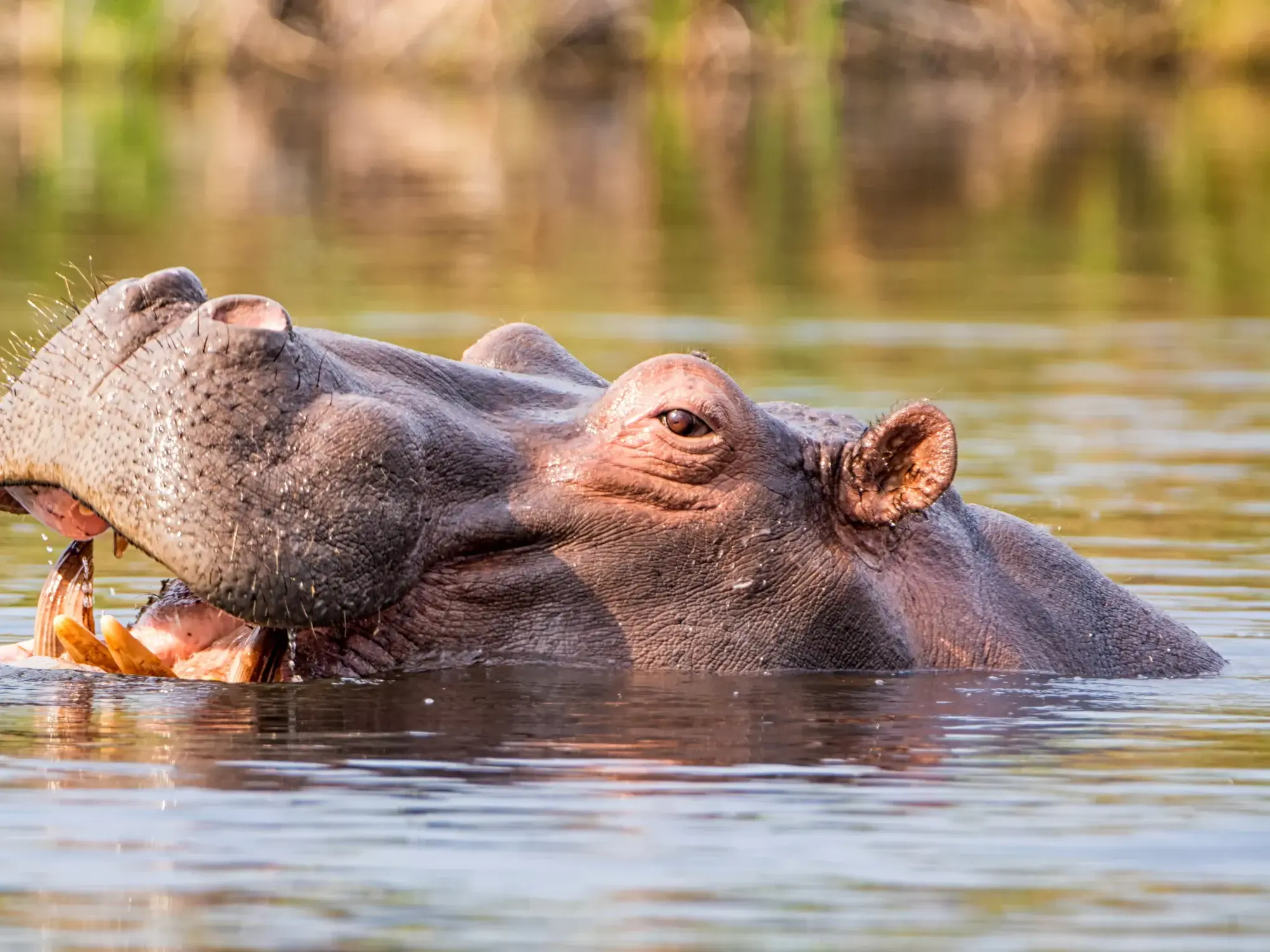 Ein großes Flusspferd taucht im Chobe-Fluss in Botswana auf, sein Kopf ragt aus dem Wasser, das Maul ist leicht geöffnet.