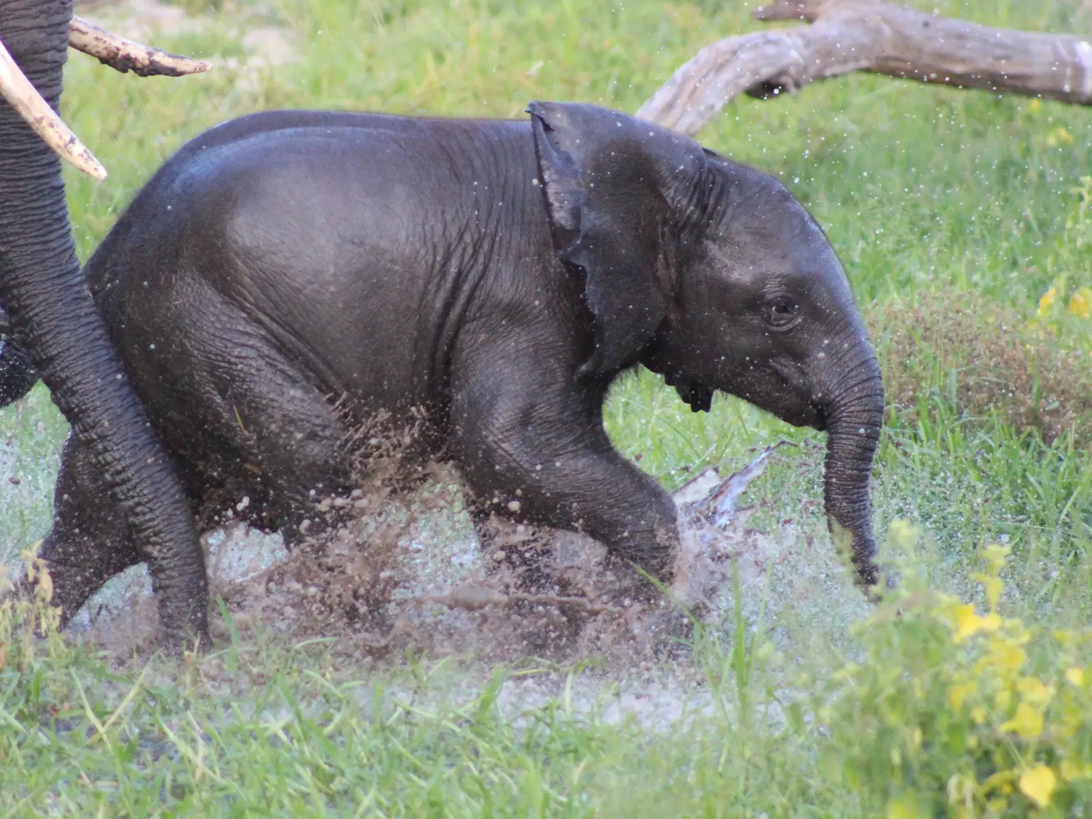 Ein nasses Elefantenbaby rennt spritzend durch seichtes Wasser im Okavango Delta, das Bein der Mutter links im Bild.